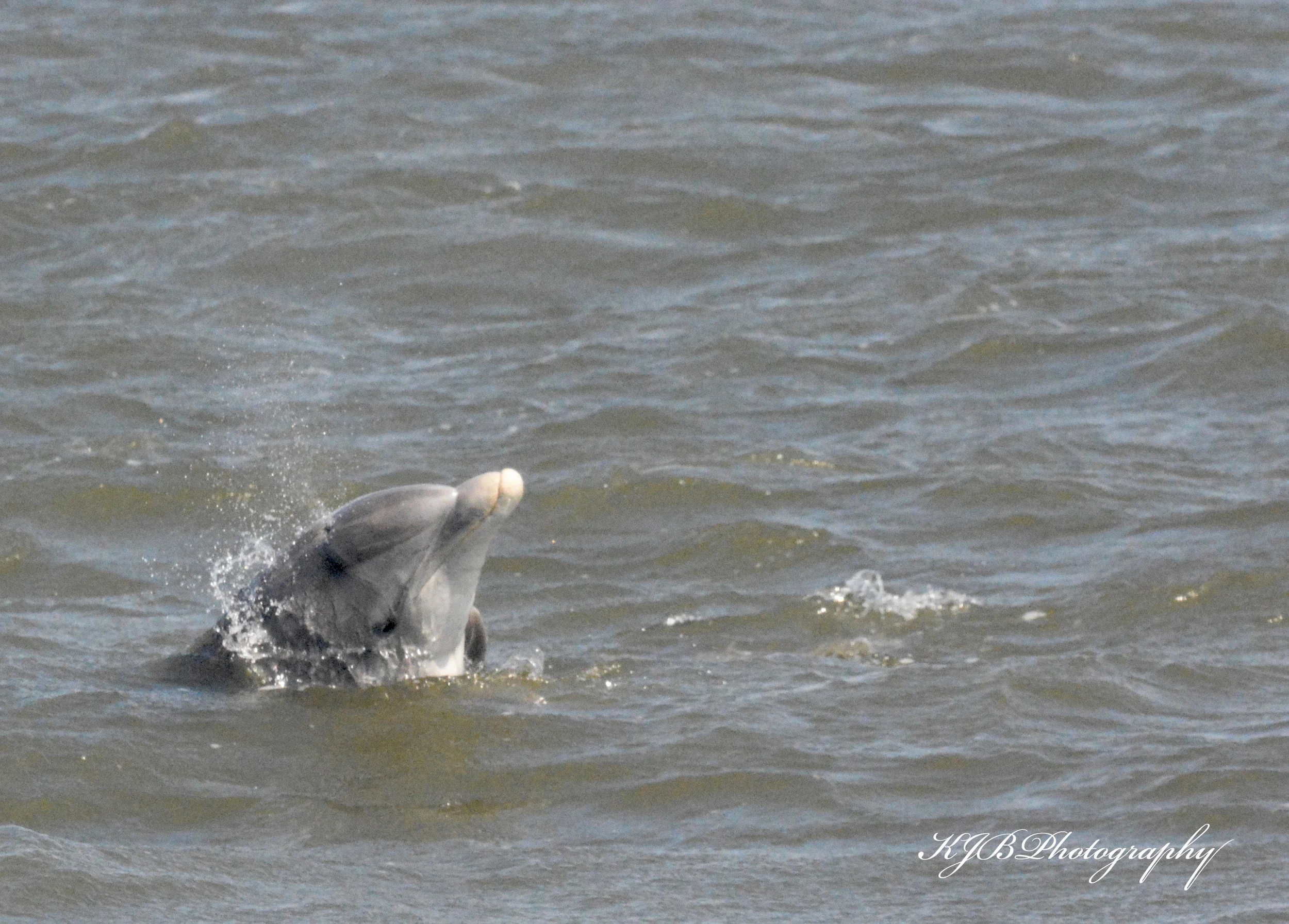 Charleston Harbor Tour