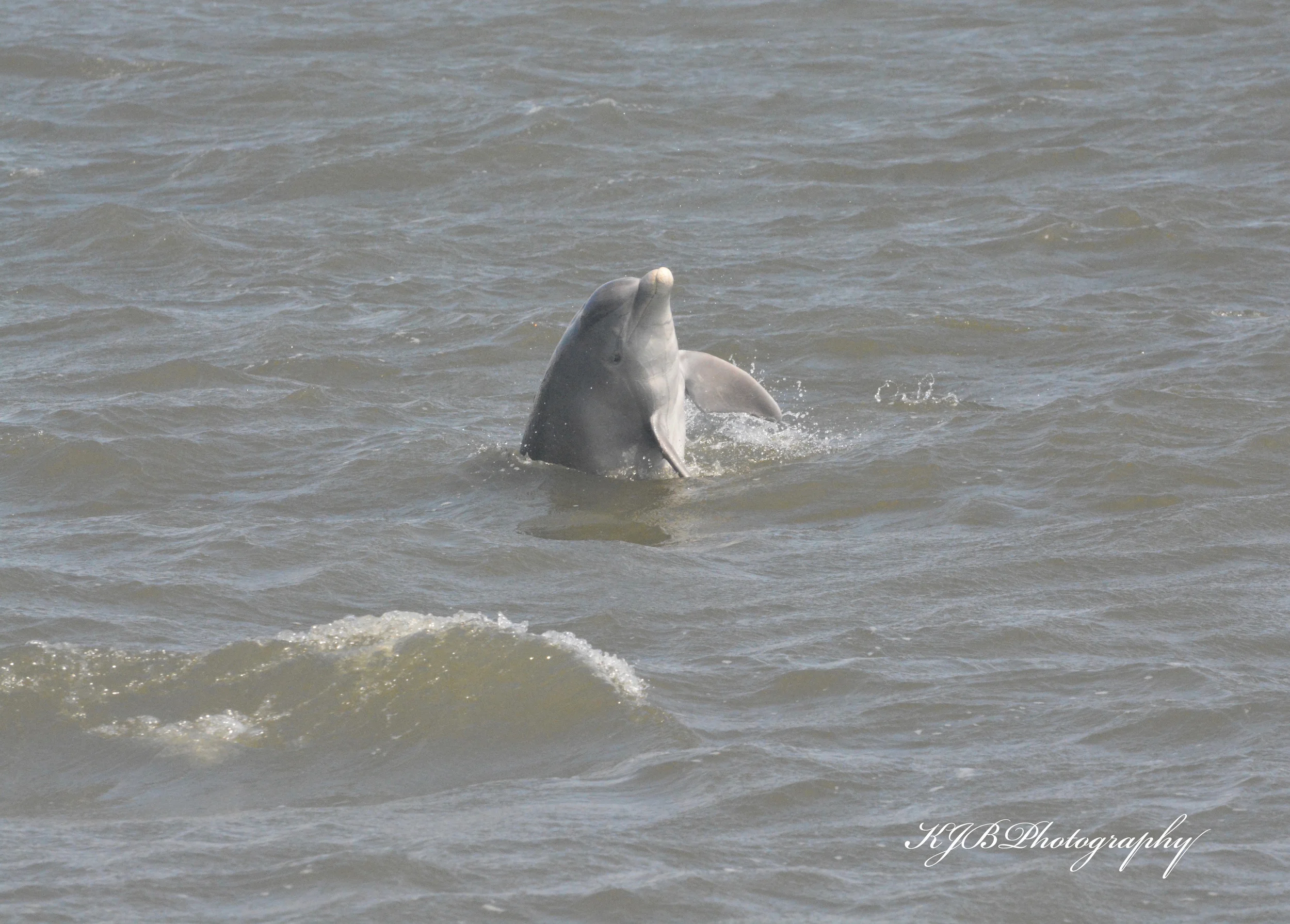 Dolphin Watching, Charleston SC