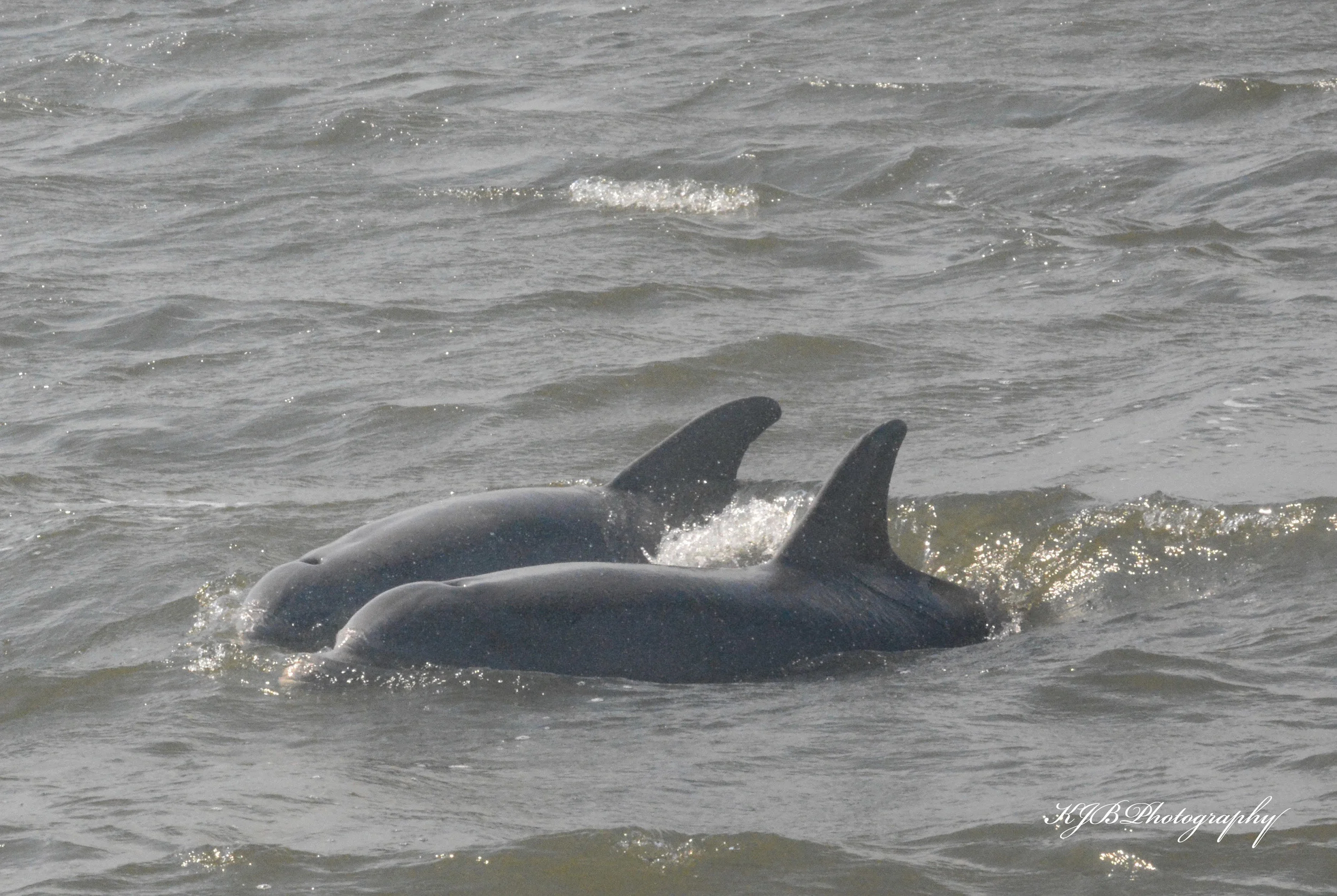Dolphin Watching