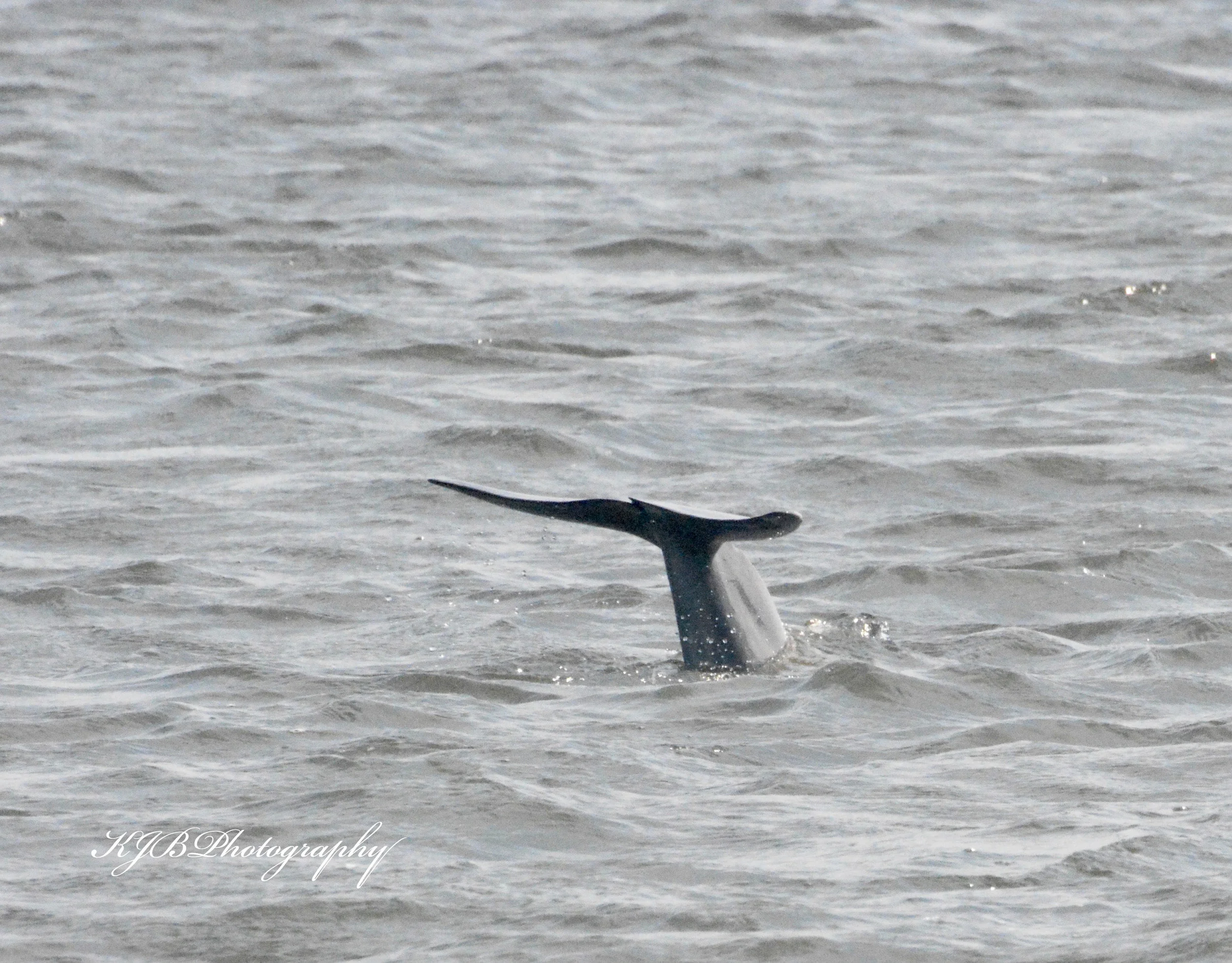 Dolphin Watching Tour