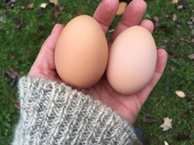 handeggs.jpg