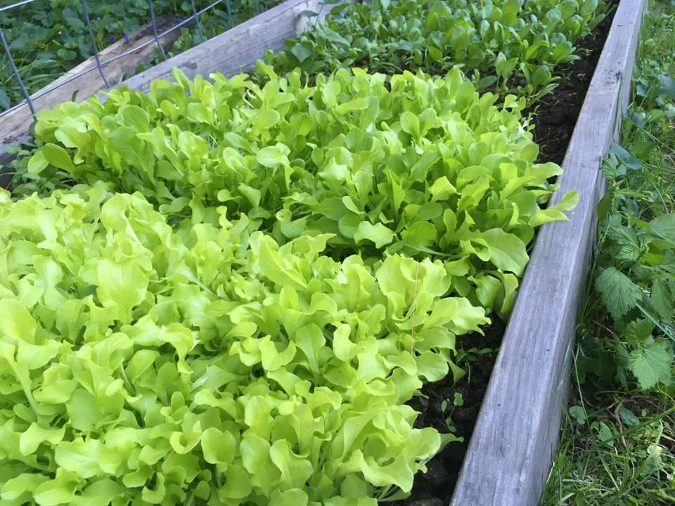 lettuce begs.jpg