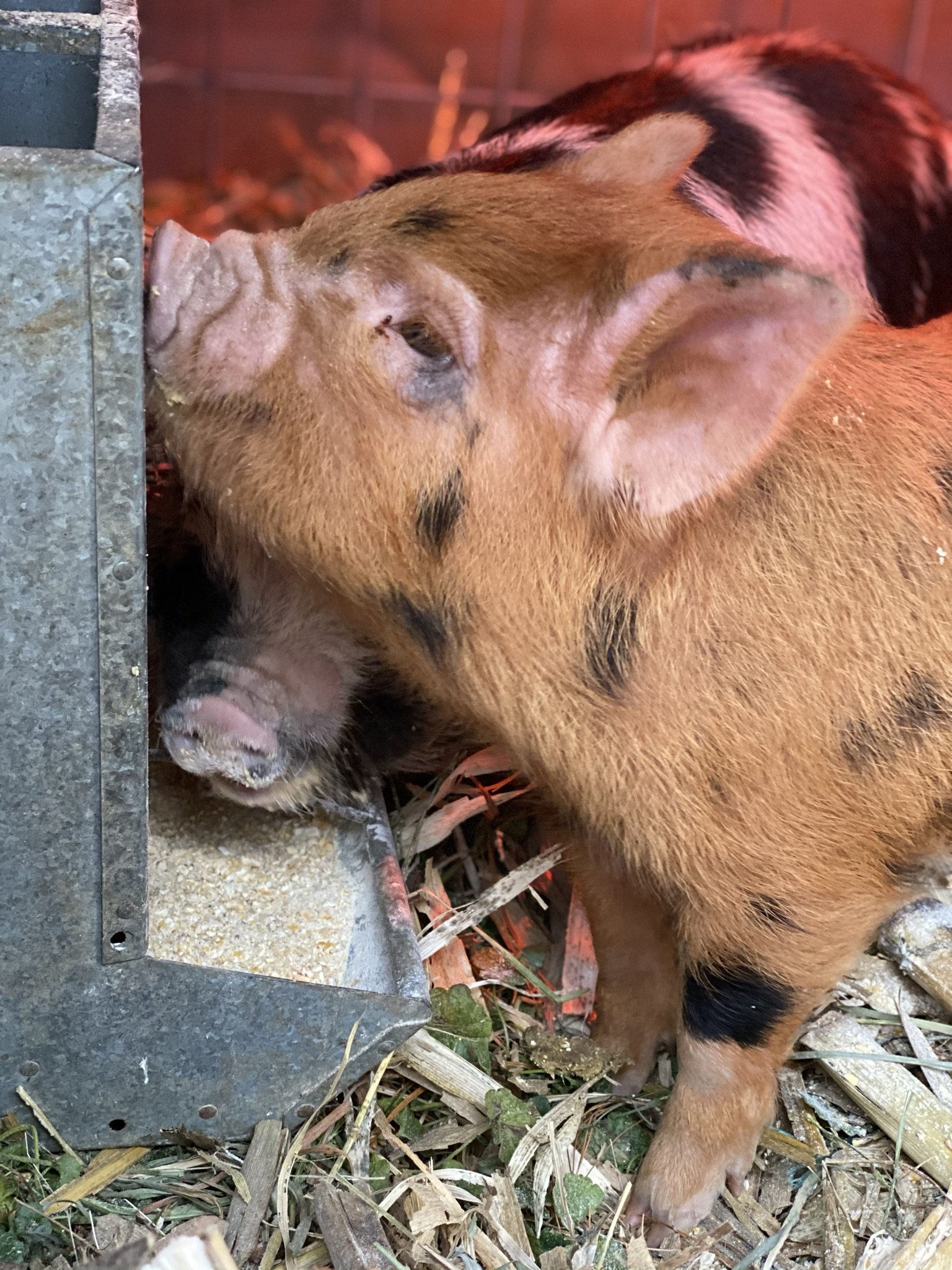 Sheep and Pigs available — Aurora Blue Farm