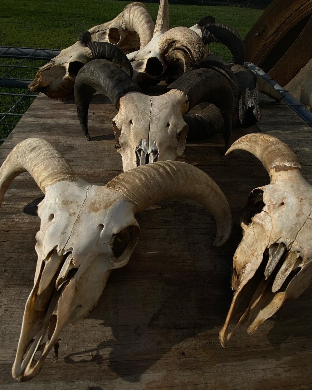 Sheep skulls - deposit waitlist — Aurora Blue Farm