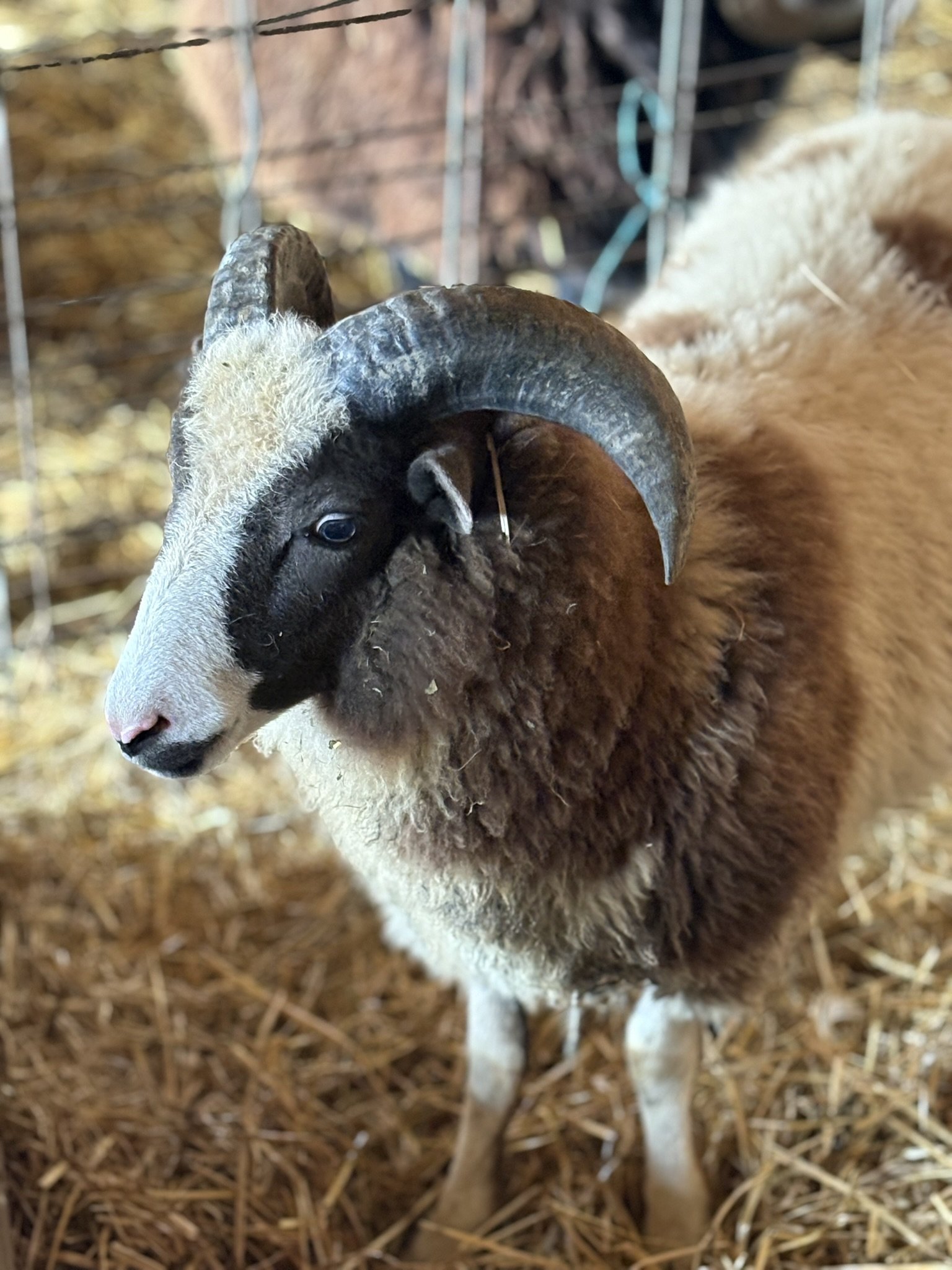 Registered Jacob Ram- Hawthorne