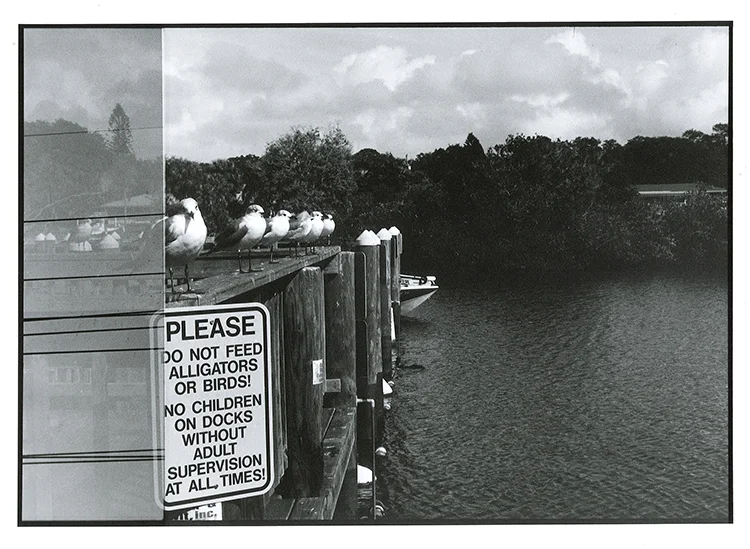 Do not feed alligators