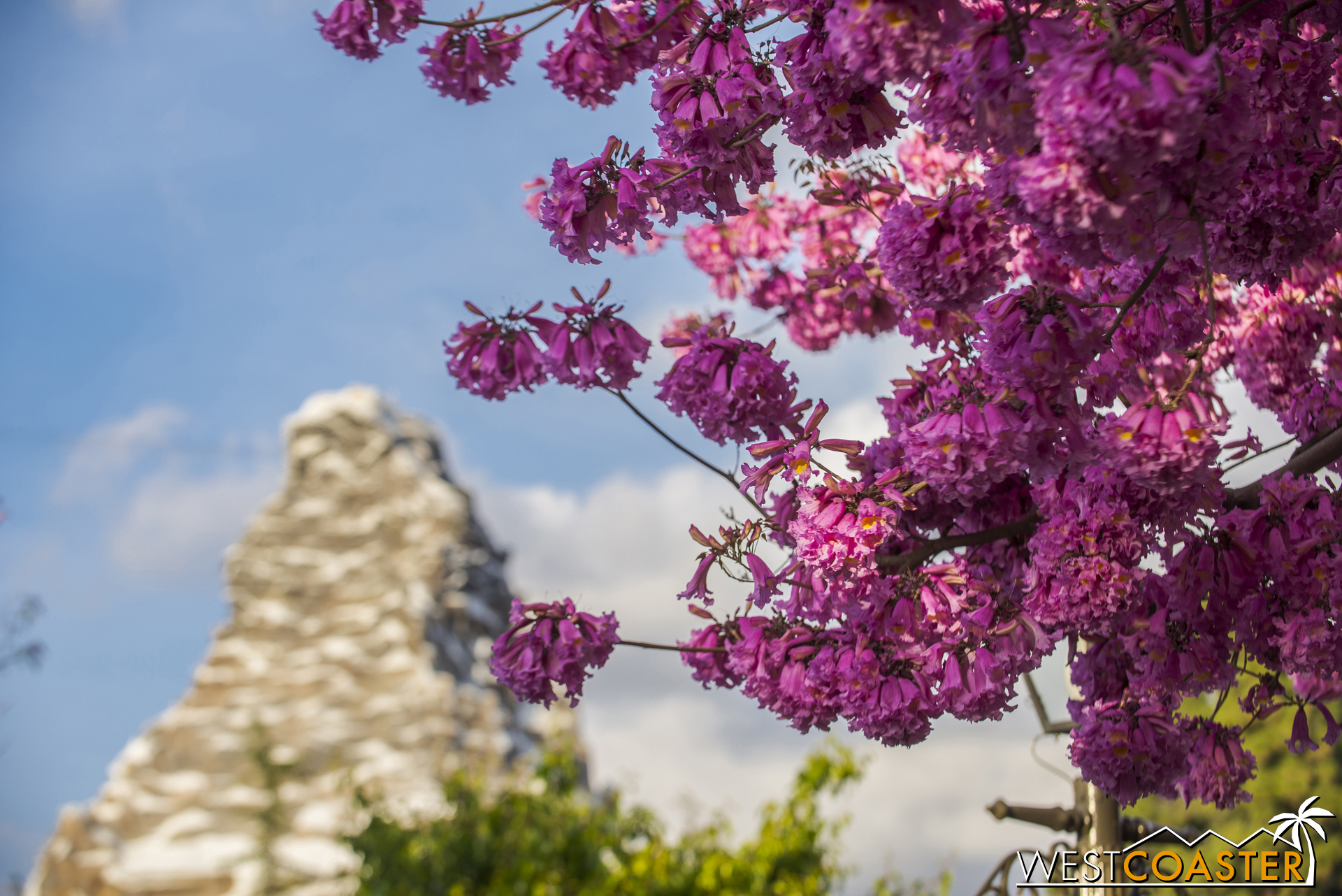  The tabebuia blooms were even and spectacularly vivid this year! 