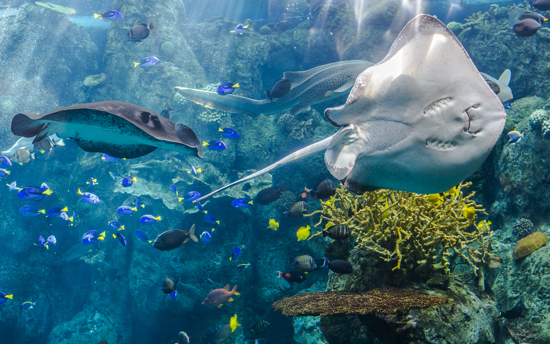 Aquarium of the Pacific — Restcoaster