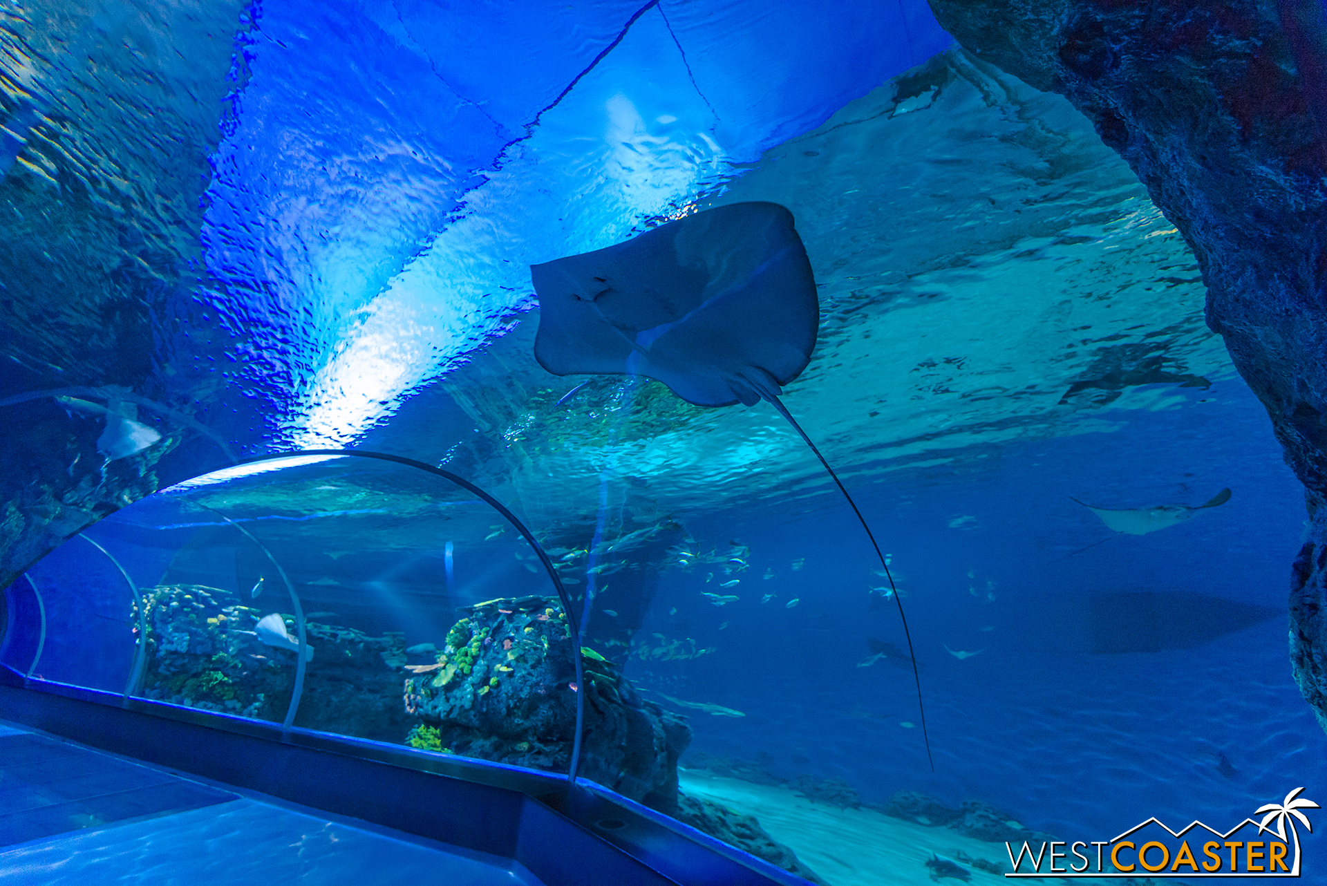 Den Blå Planet is the largest aquarium in Northern Europe and features a wide collection marine life.