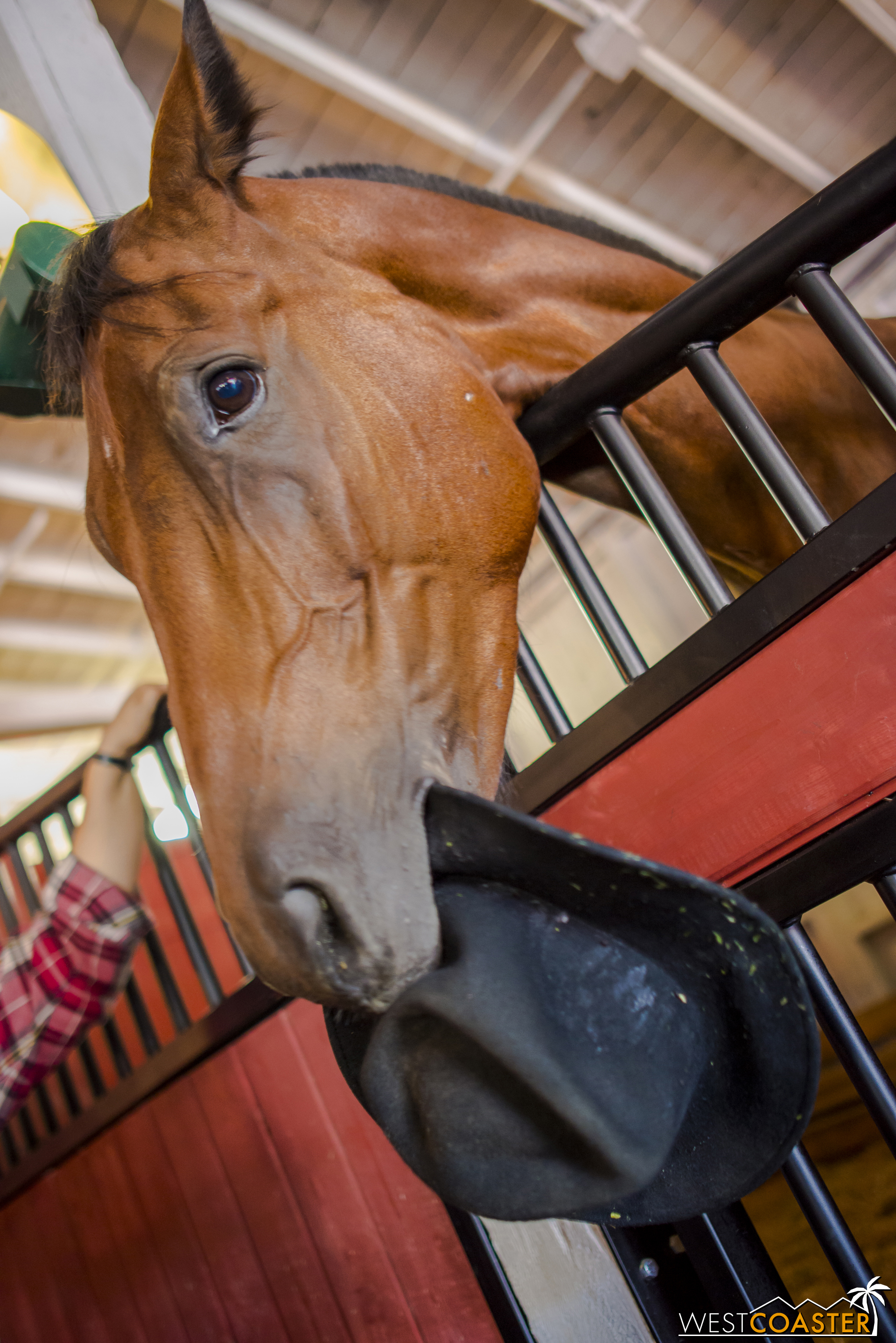  And playful too, as evidenced by this horse who removed the hat of an employee and kept bucking his head as if to show the hat off. 