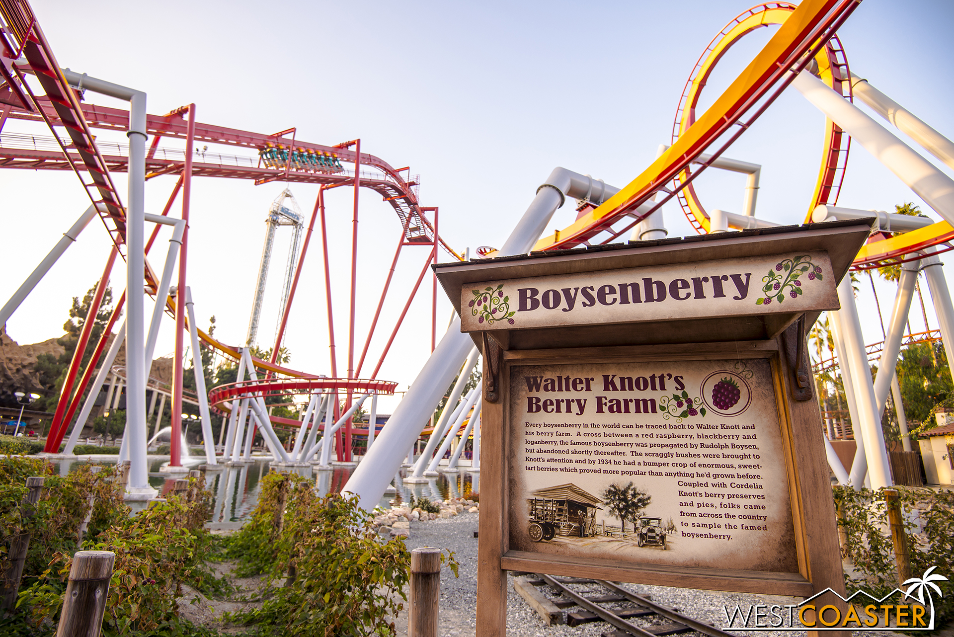  Over at Silver Bullet, they've planted some boysenberry vines. 