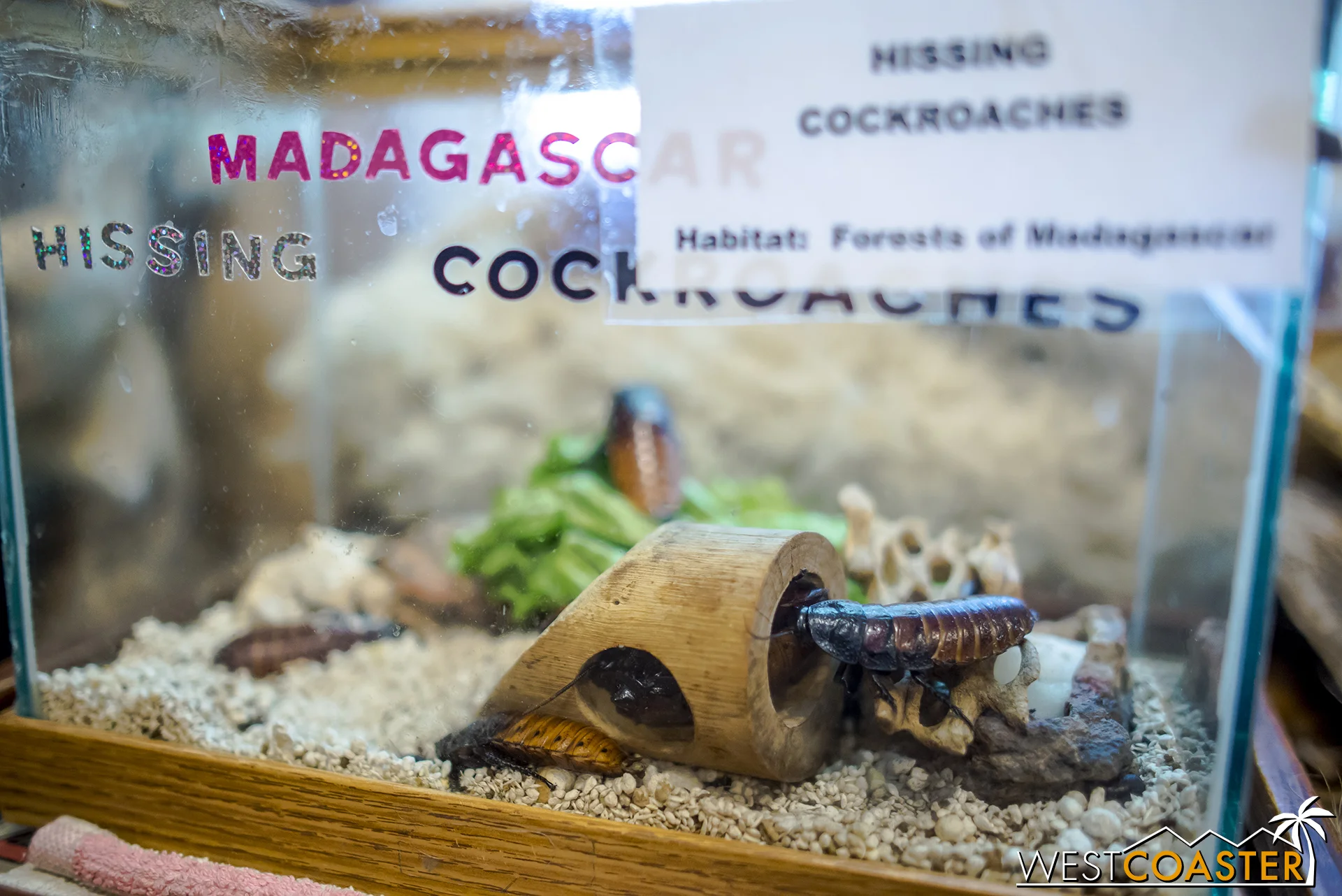 There are creatures both preserved and alive. These guys are live.