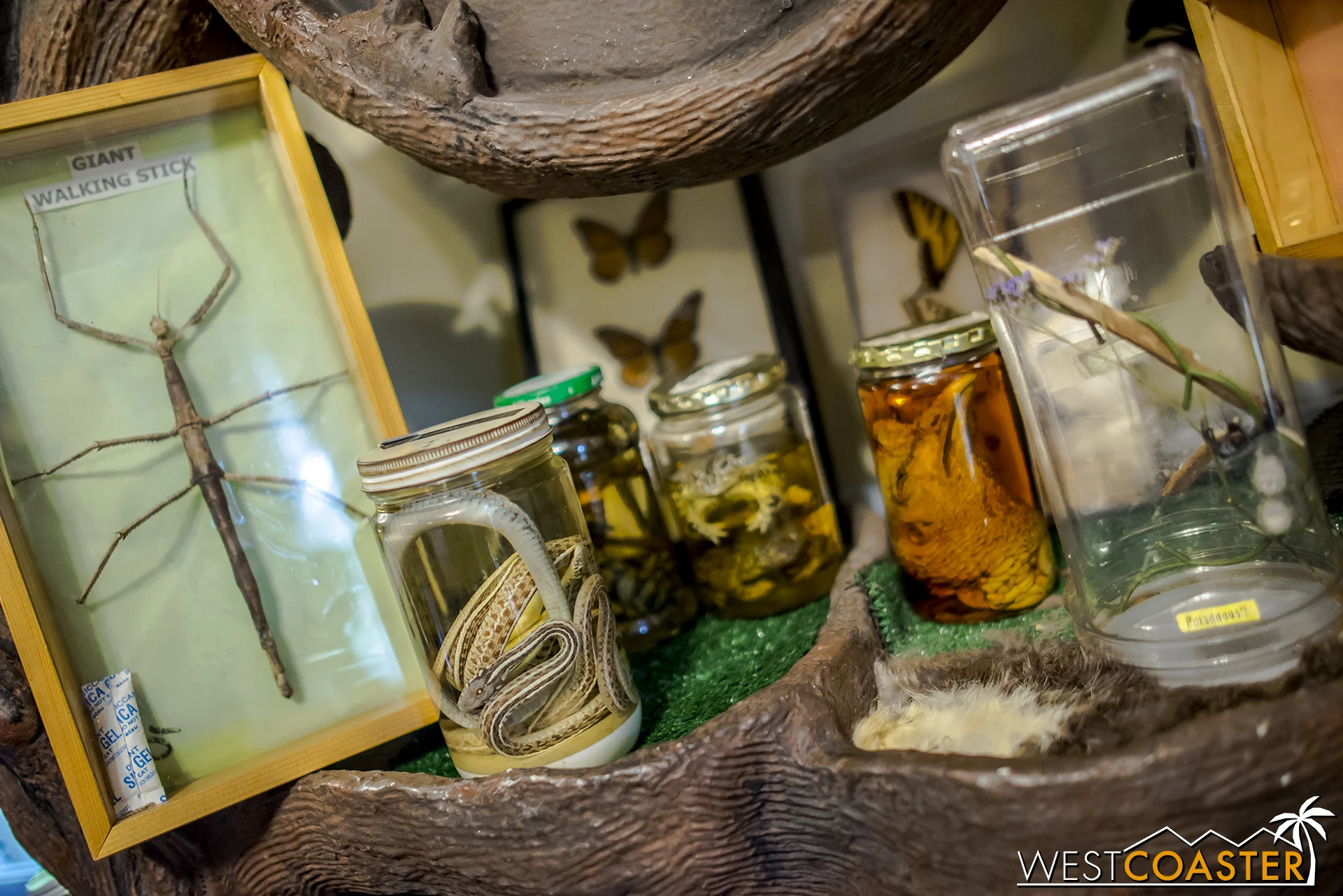 And dead things preserved.