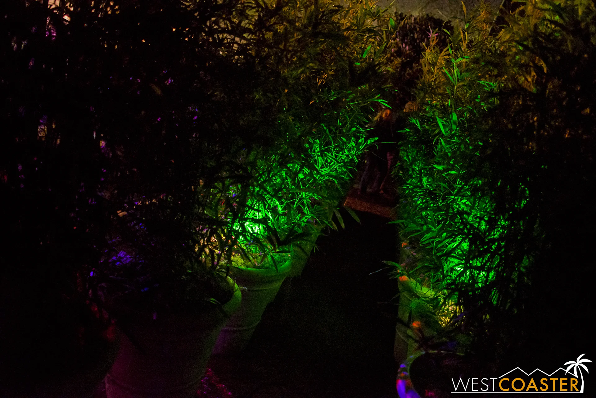 And so, onward guests marched, past this spooky shrubbery. #SpookyShrubbery
