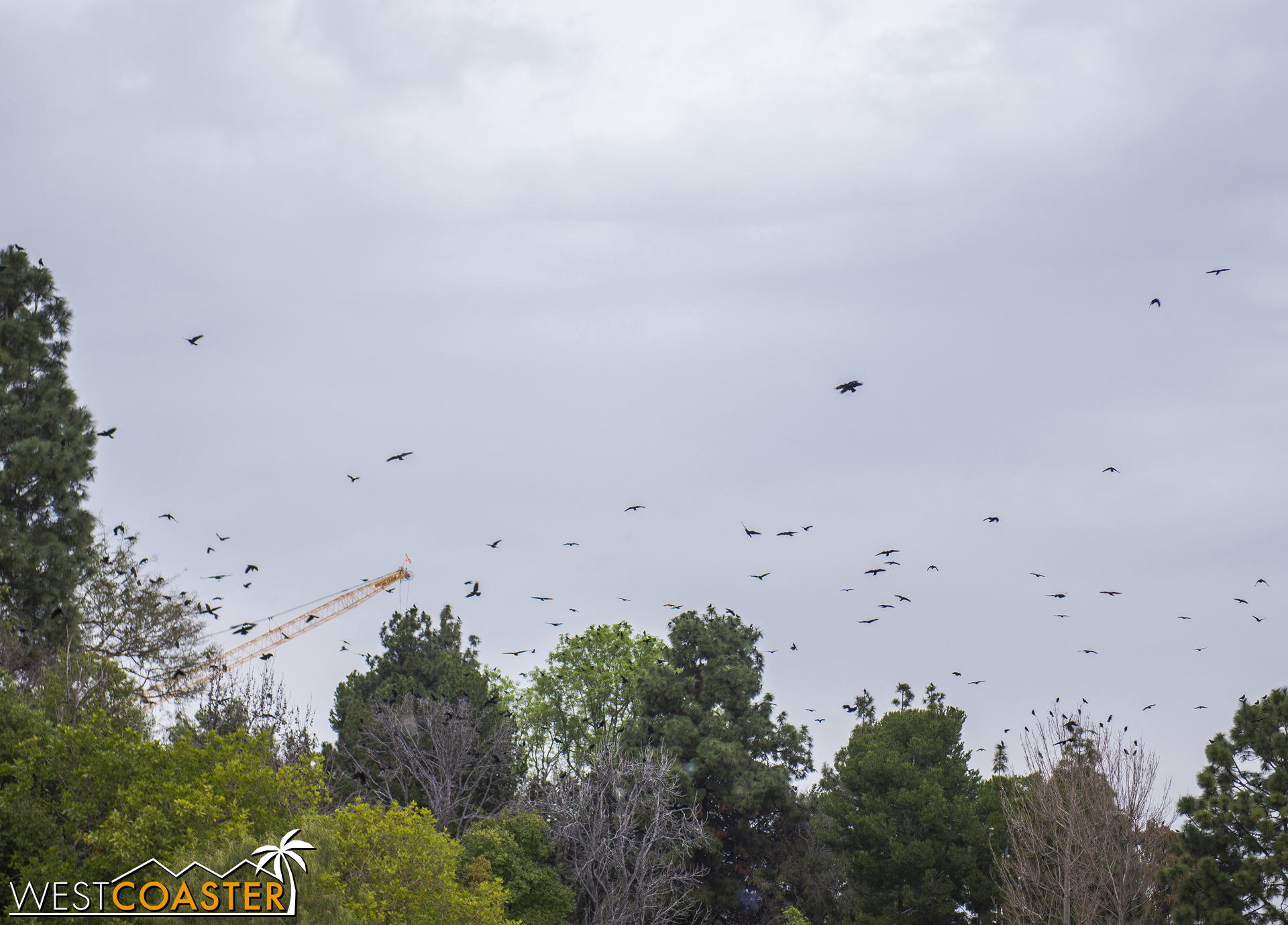 Blackbirds are everywhere in the late afternoons right now.