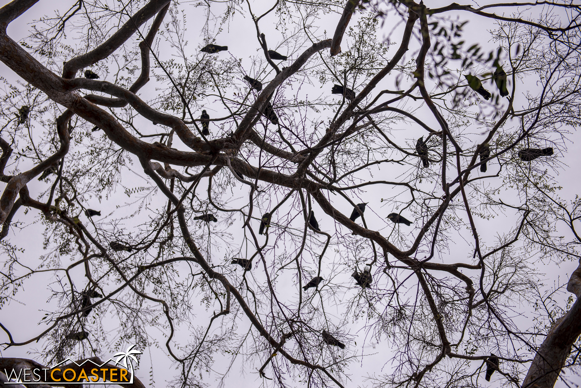 They flock all over the trees and spring to the air at random periods.