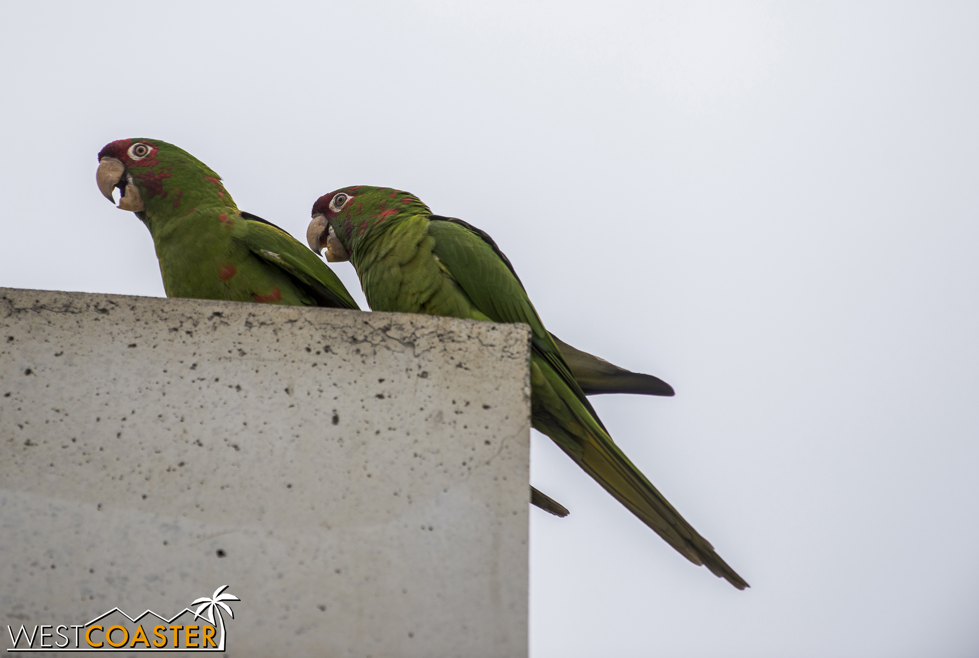  The bird issue is so egregious that even parrots are camping out at the Mickey and Friends Parking Structure. 