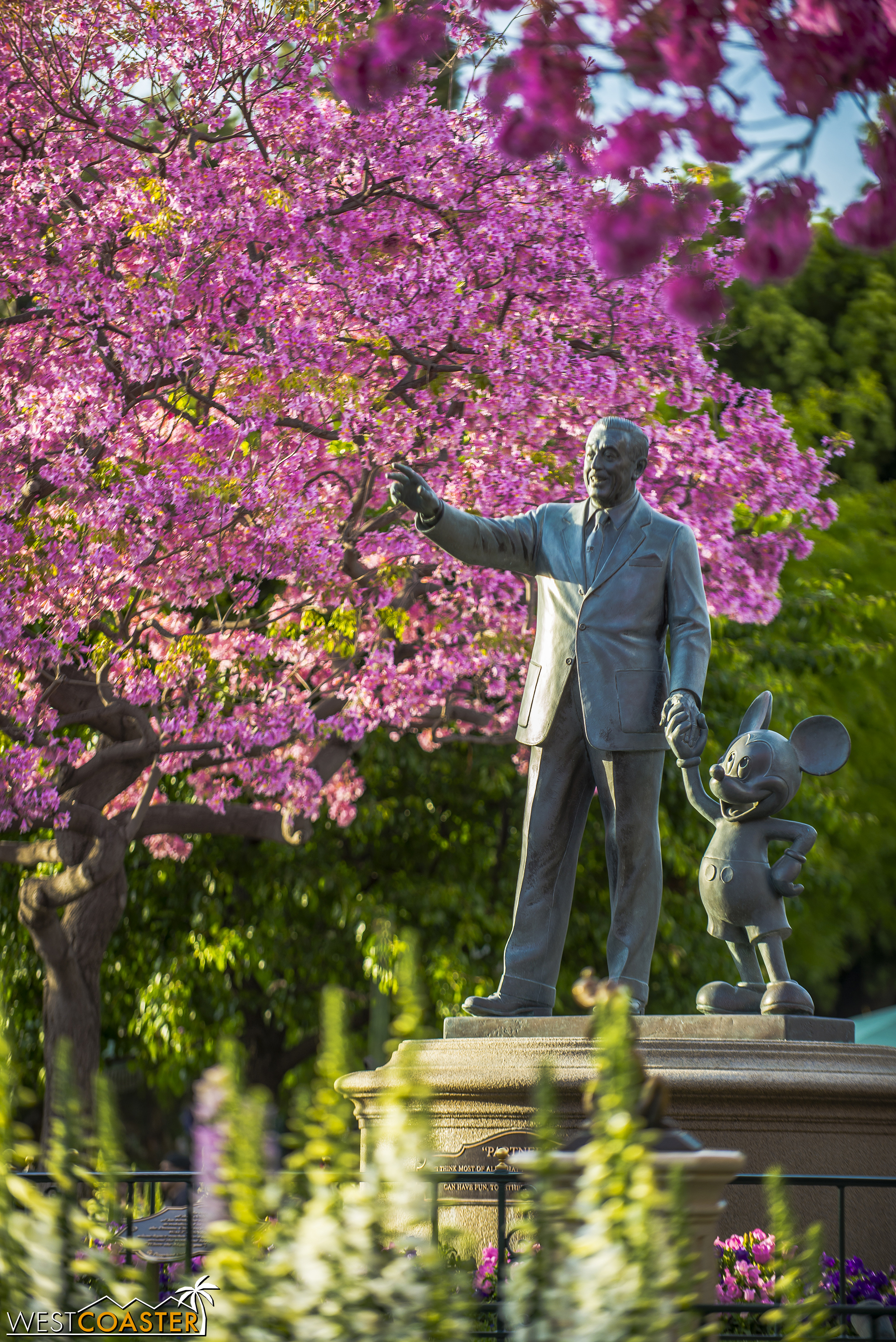  The tabebuias over at The Hub in Disneyland have also started turning their beautiful springtime pink, which is pretty fantastic. 