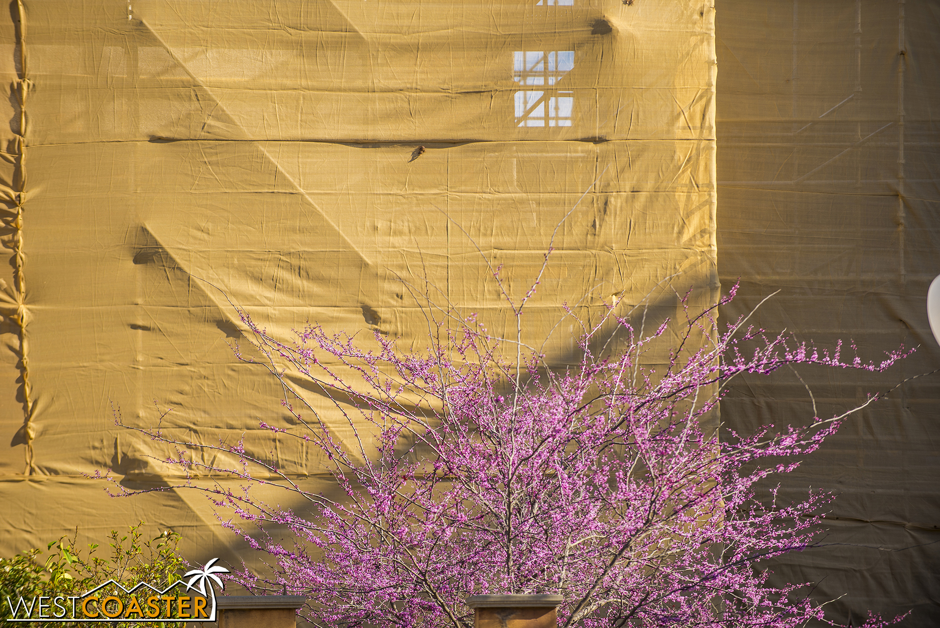  Even with the aesthetically controversial nature of the Guardians makeover, there's still beauty to be found in the form of blooming trees in the former Tower queue. 