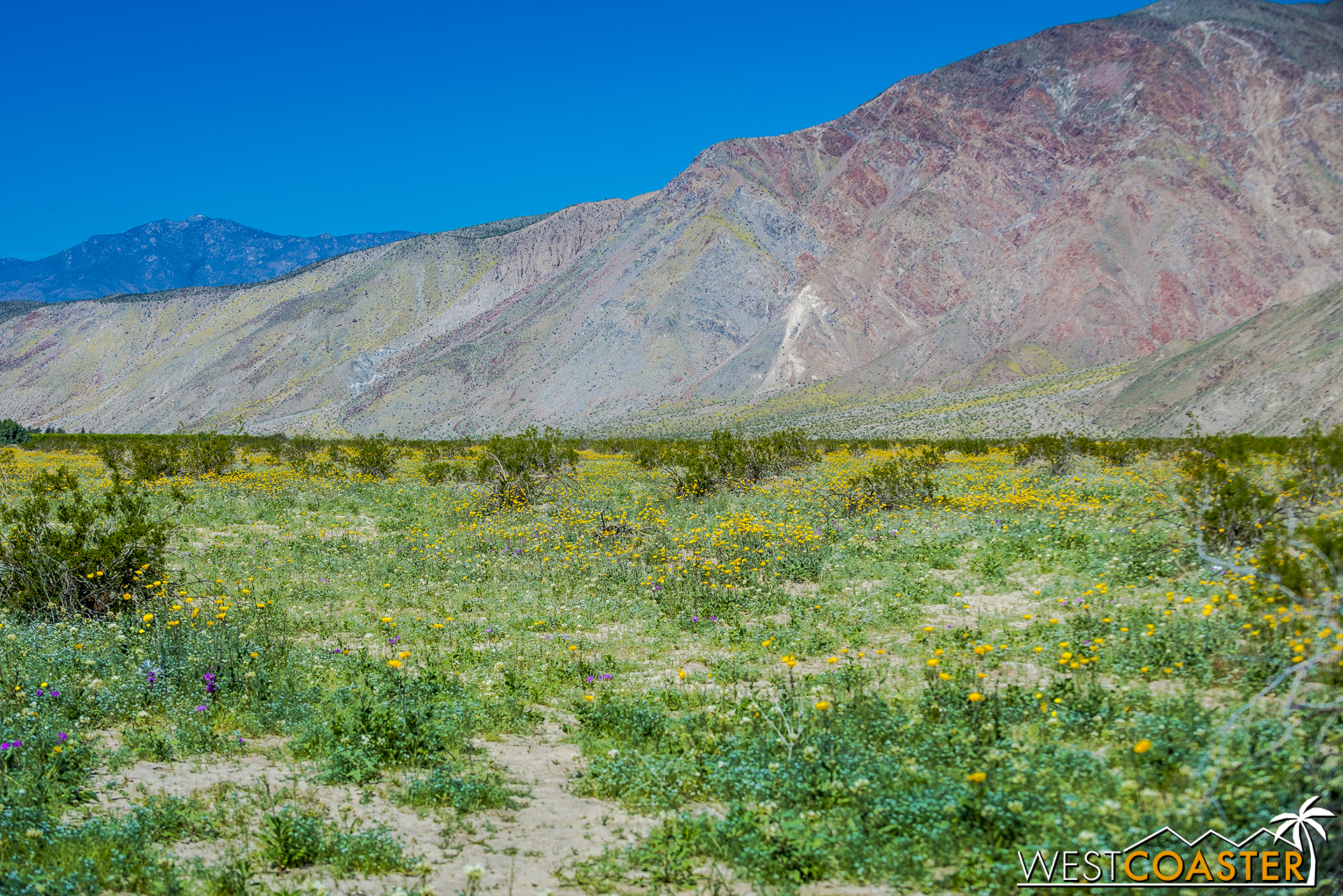 Wildflowers in bloom in Borrego Springs.