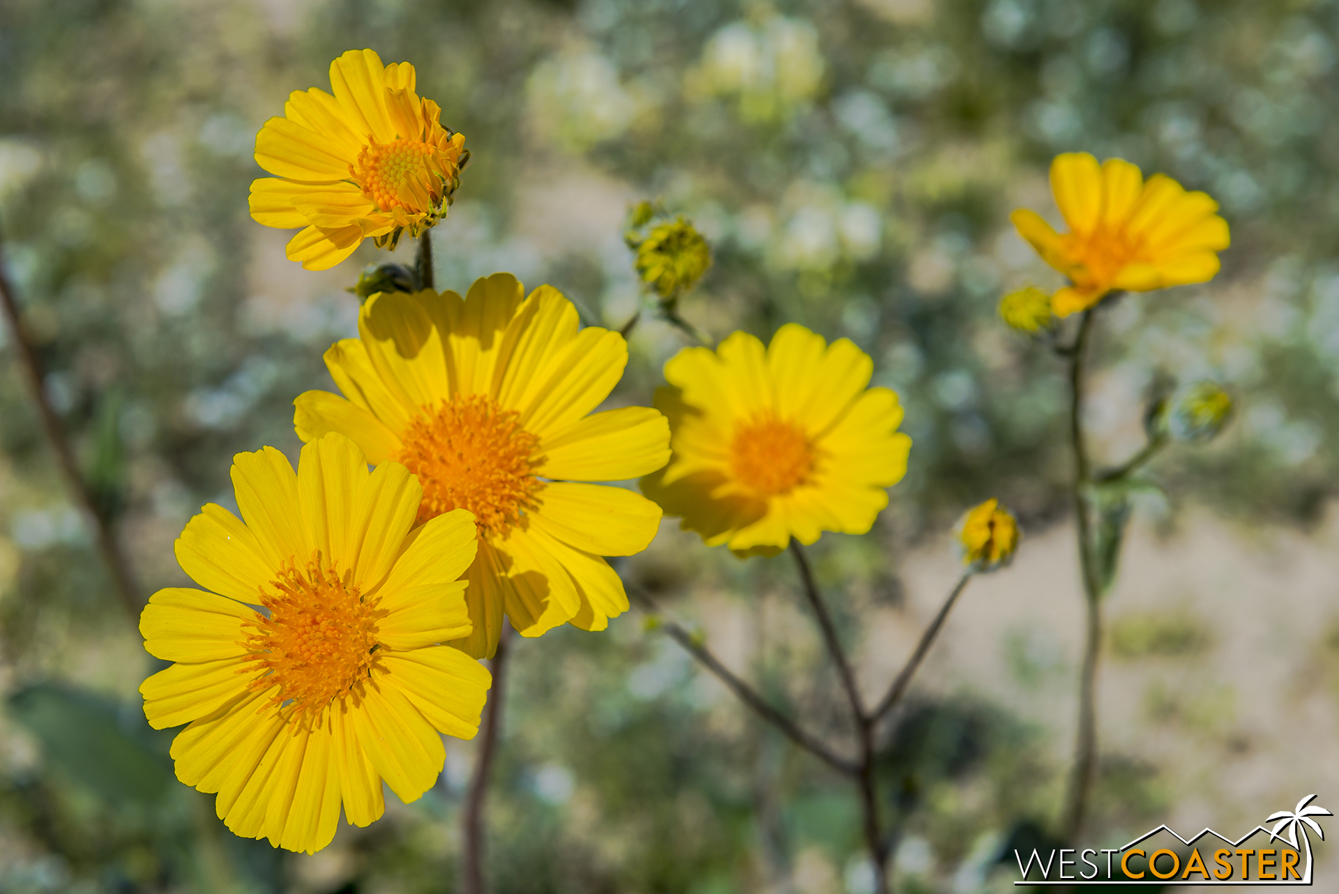 Desert sunflowers up close.