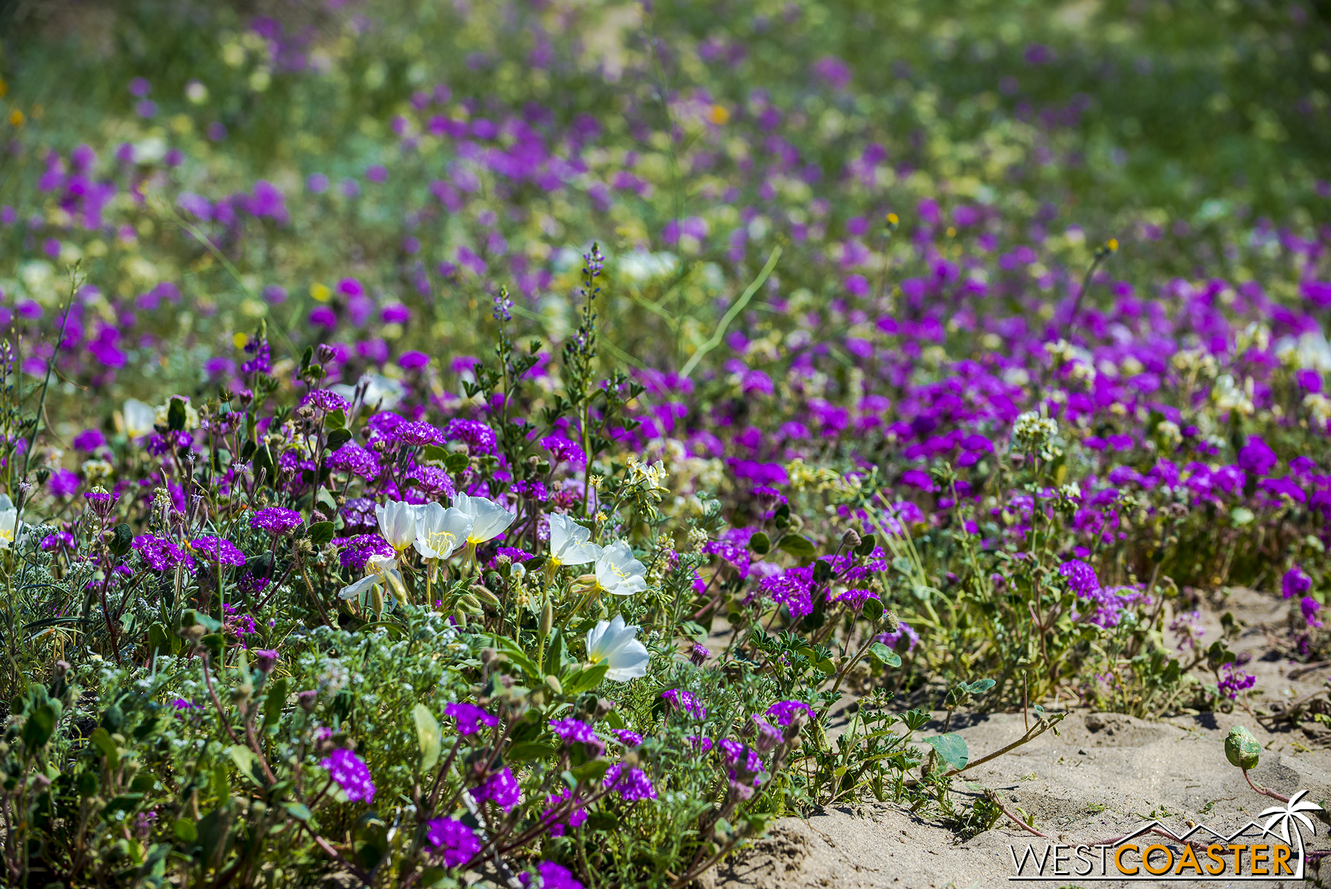 Verbena and a splash of primrose dot the scene.