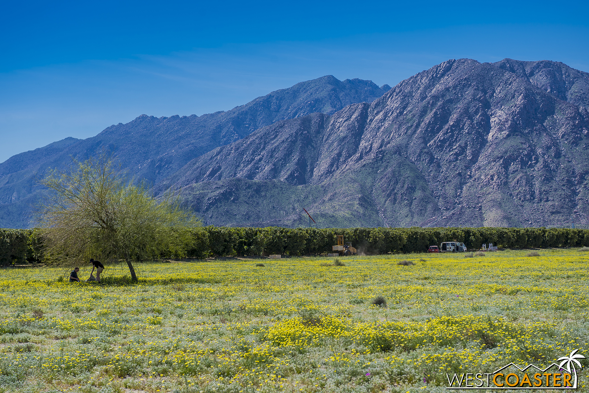 The mountain backdrop of Anza Borrego State Park is spectacular.