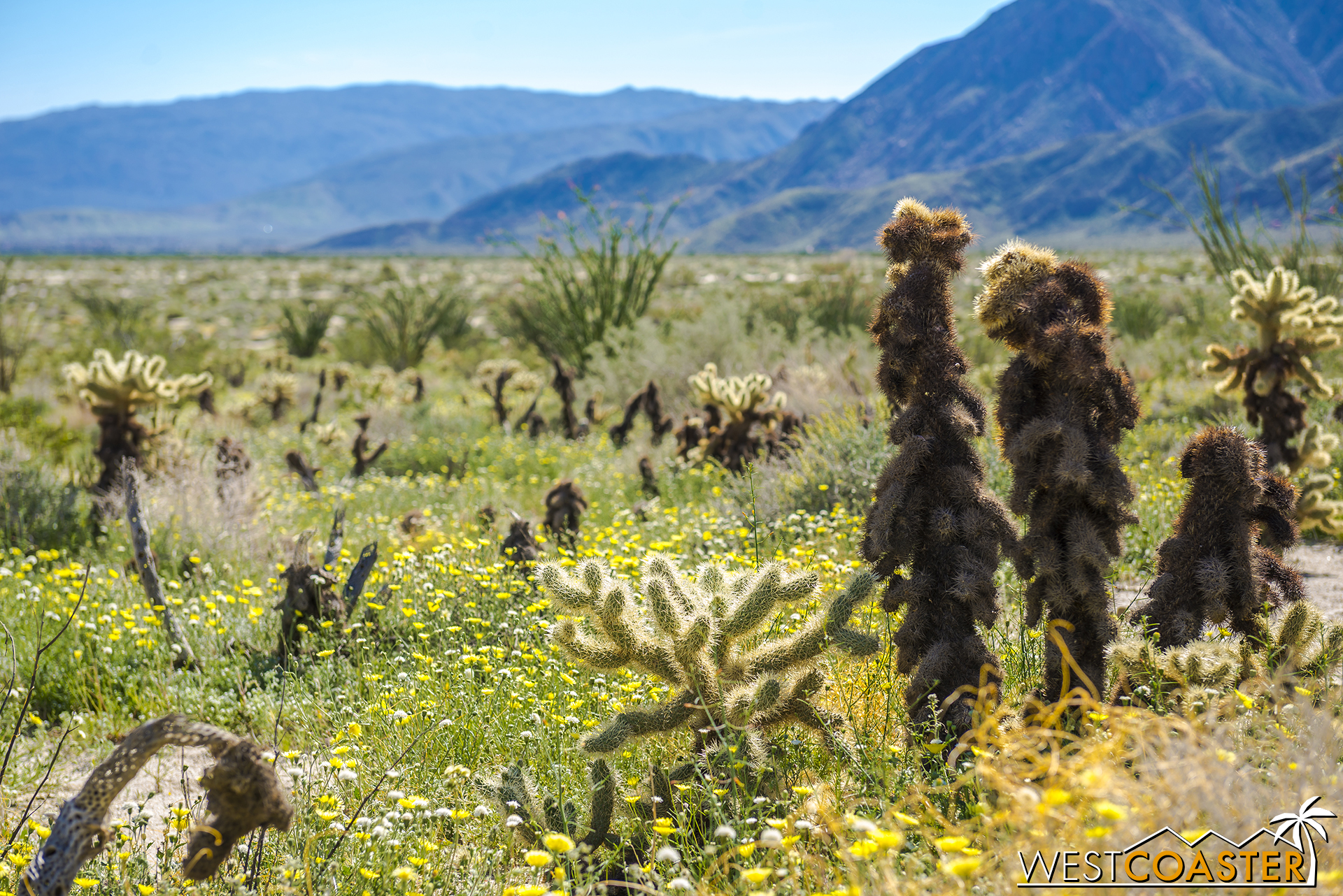Fuzzy cactus with wildflowers all around, up near the Coyote Canyon area.