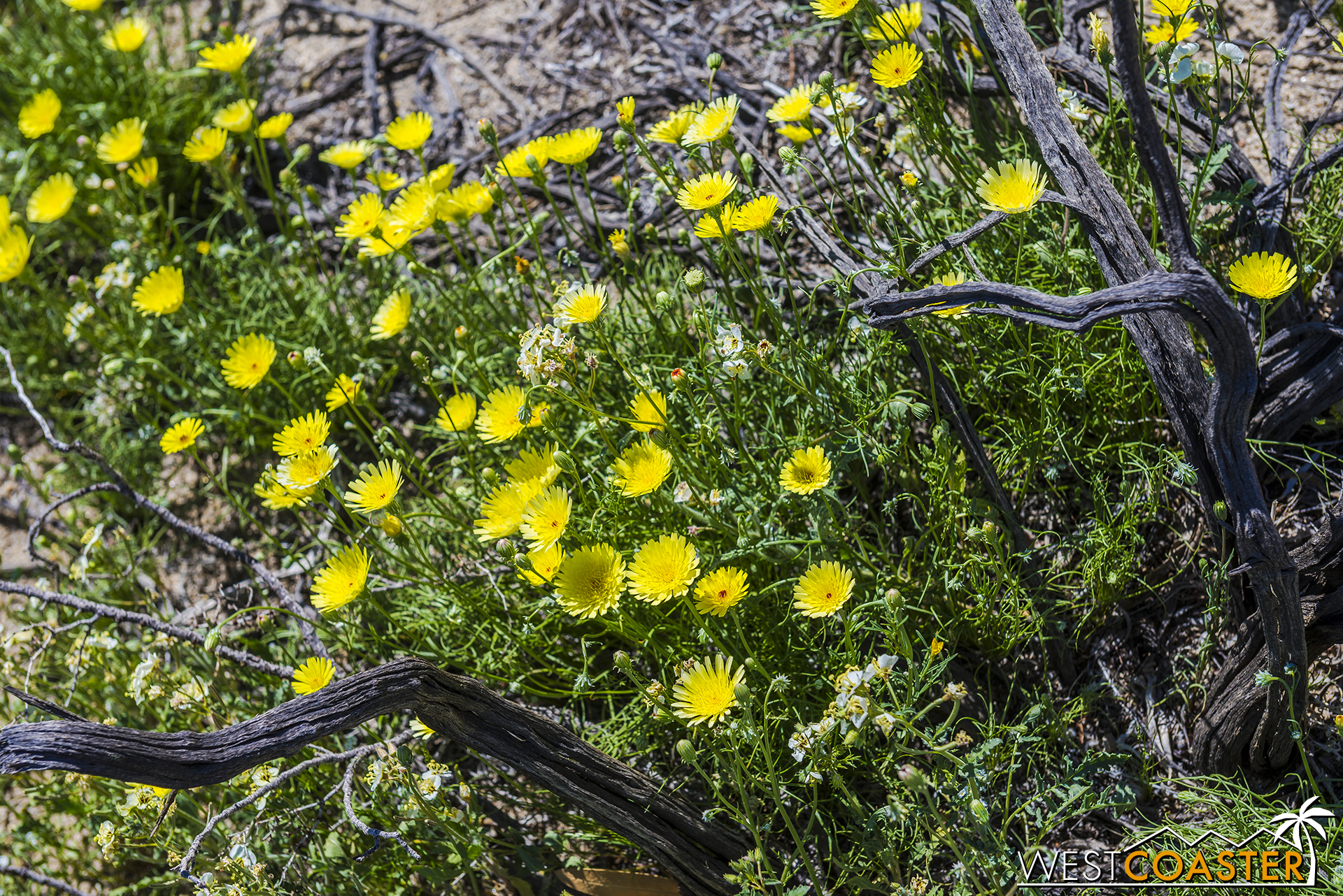 There were tons of desert dandelions in plenty of fields!