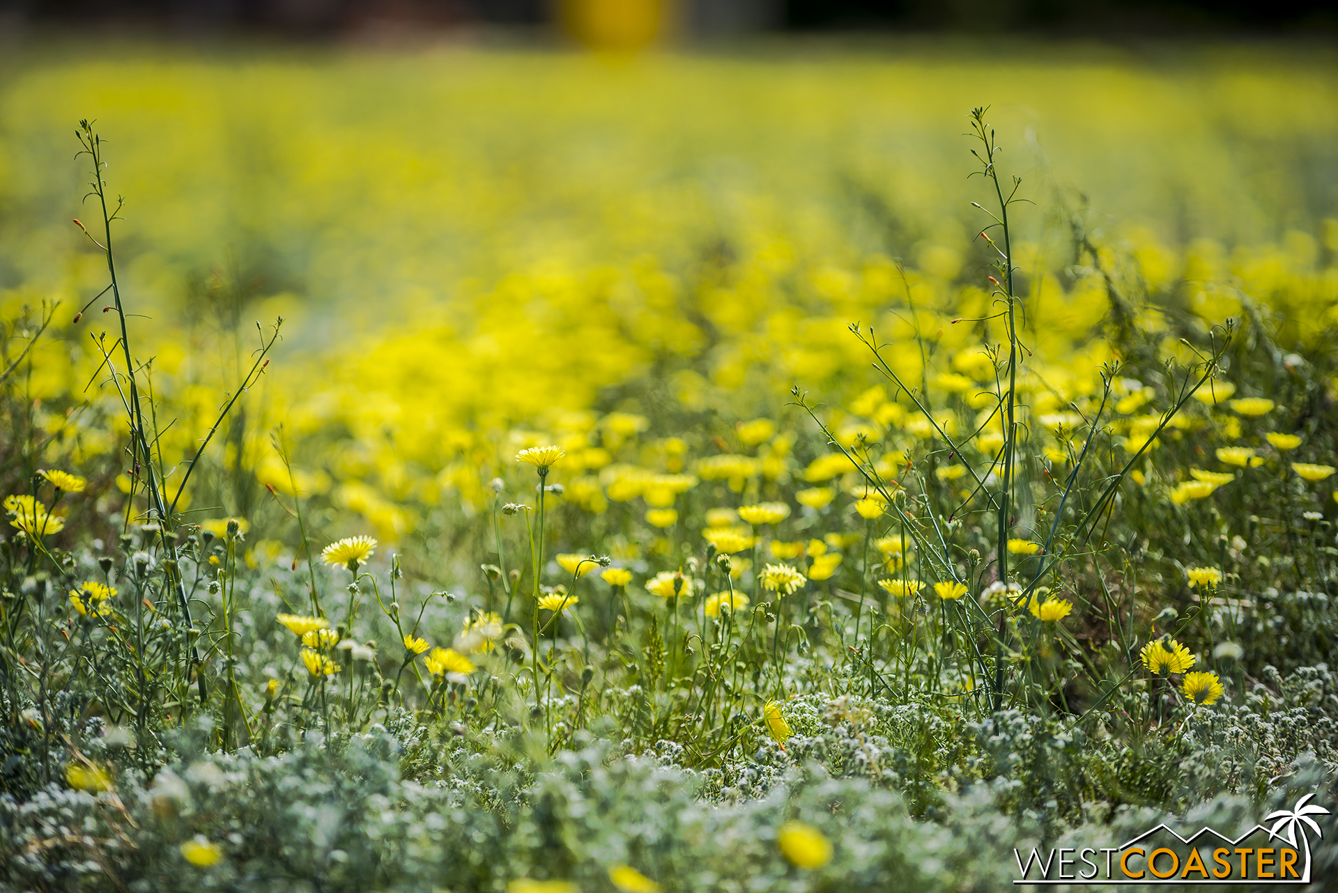 Desert dandelions in shallow depth of field.