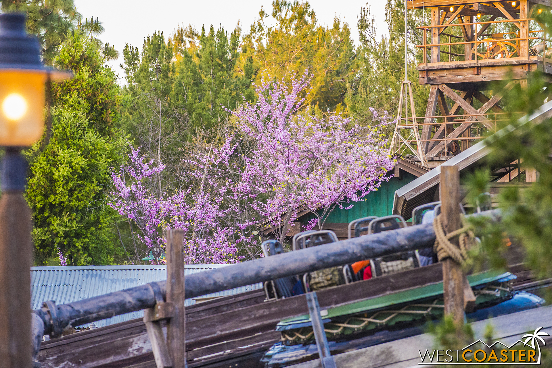  ...Or a random tree behind Grizzly River Run... 