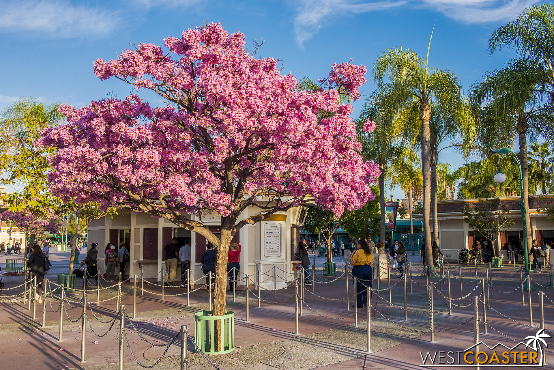  Springtime at the Disneyland Resort means pink takes over everywhere. 