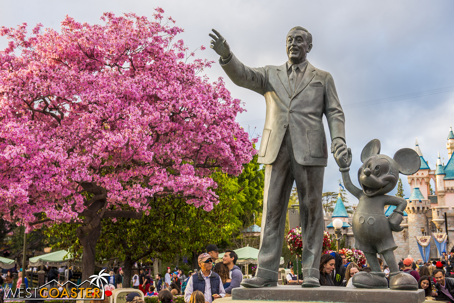  Every year, the tabebuias here form a colorful backdrop that is eagerly awaited by Disney fan photographers. 
