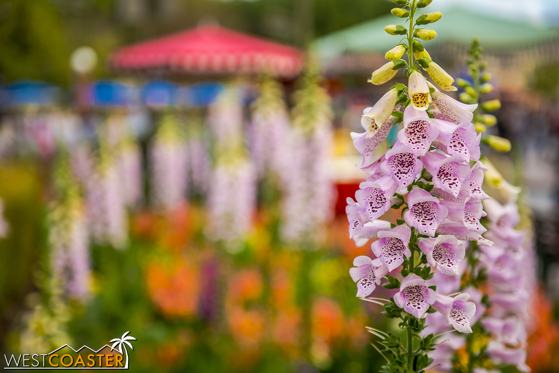  Foxgloves are also the flower of choice during this time of year too, providing beautiful photo ops. 
