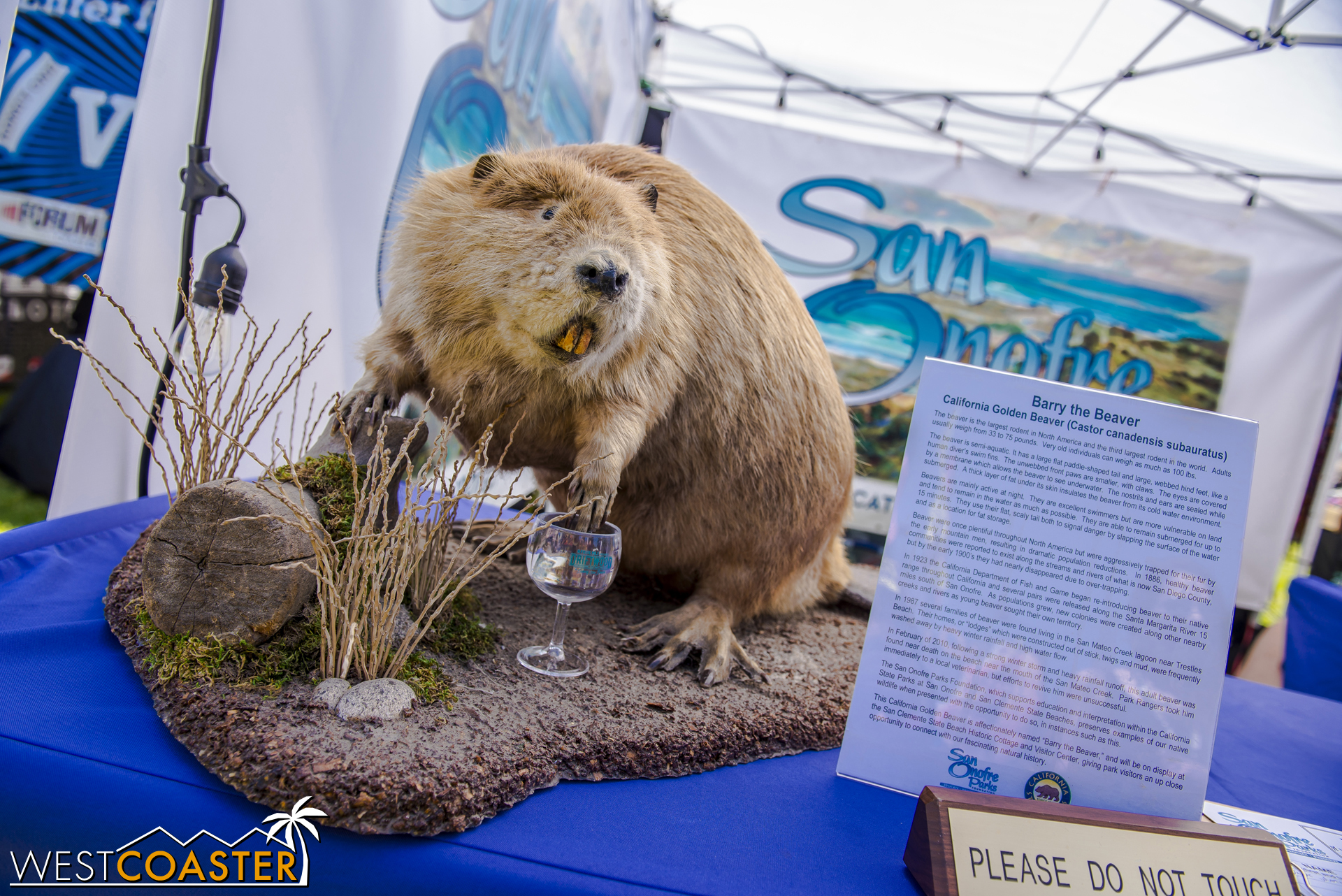  Beavers love beer.&nbsp; This is a scientific fact. 