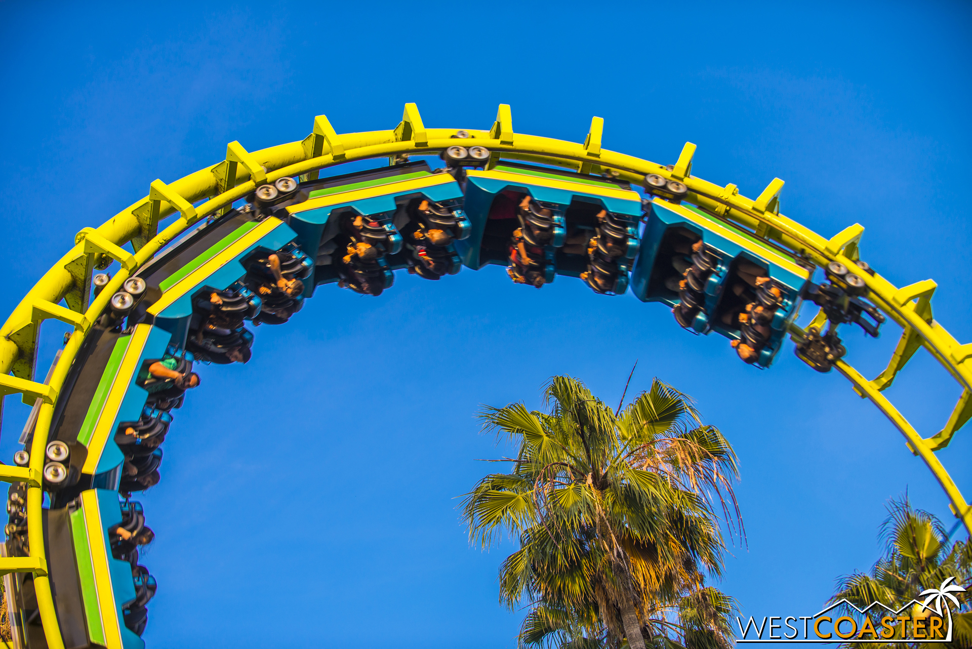  Looping around a palm tree. 