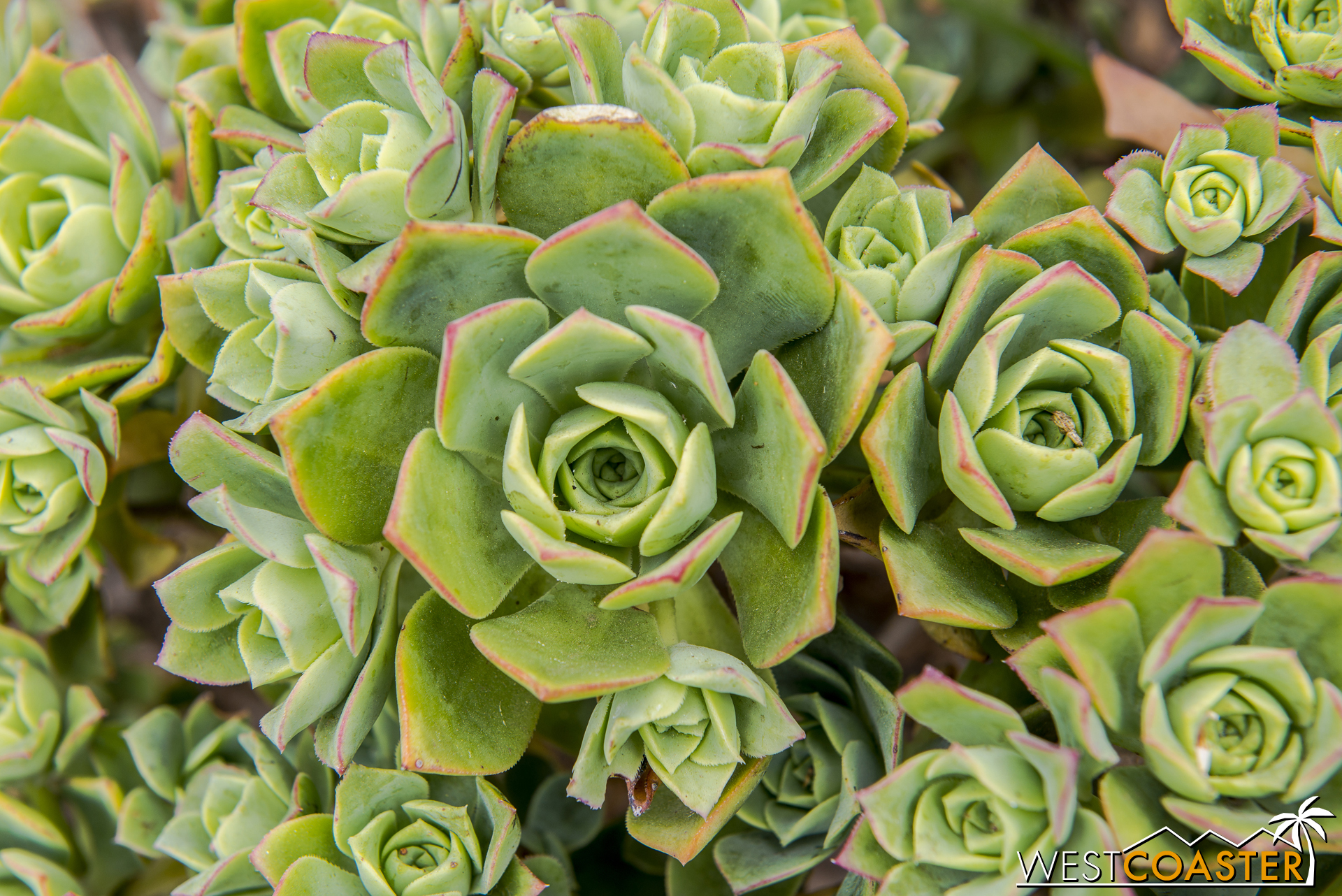 A variety of plants can be found through the garden.