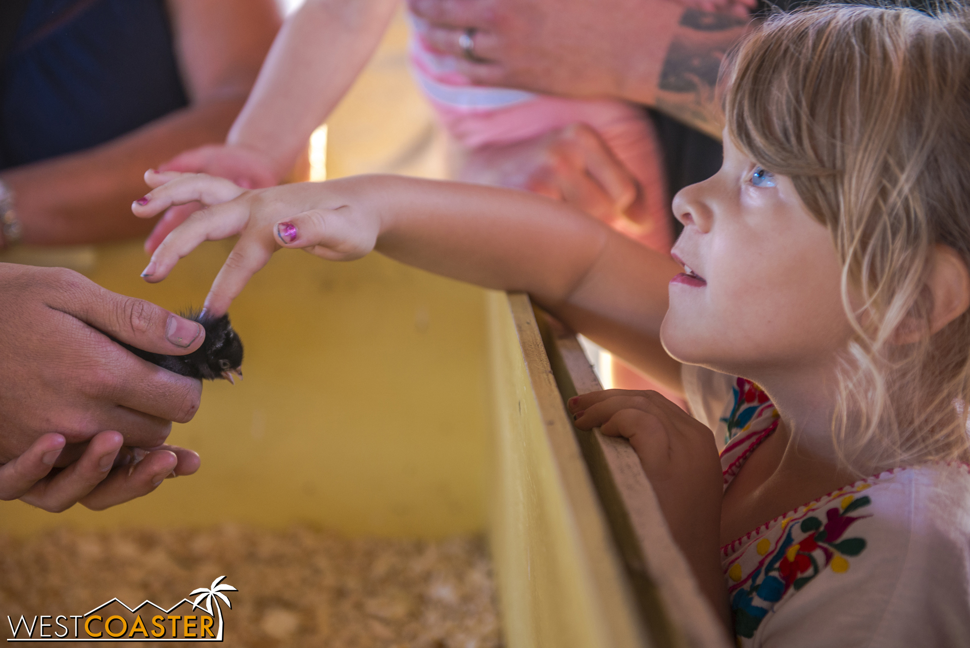  Children can pet little baby chicks before going home to eat said chick's aunts and uncles. 