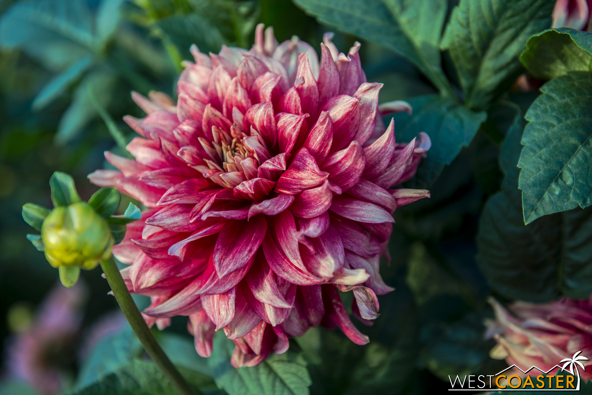  The fair has lots of different flowers. 