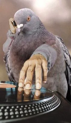 Pigeon, DJ-ing in Ibiza... 