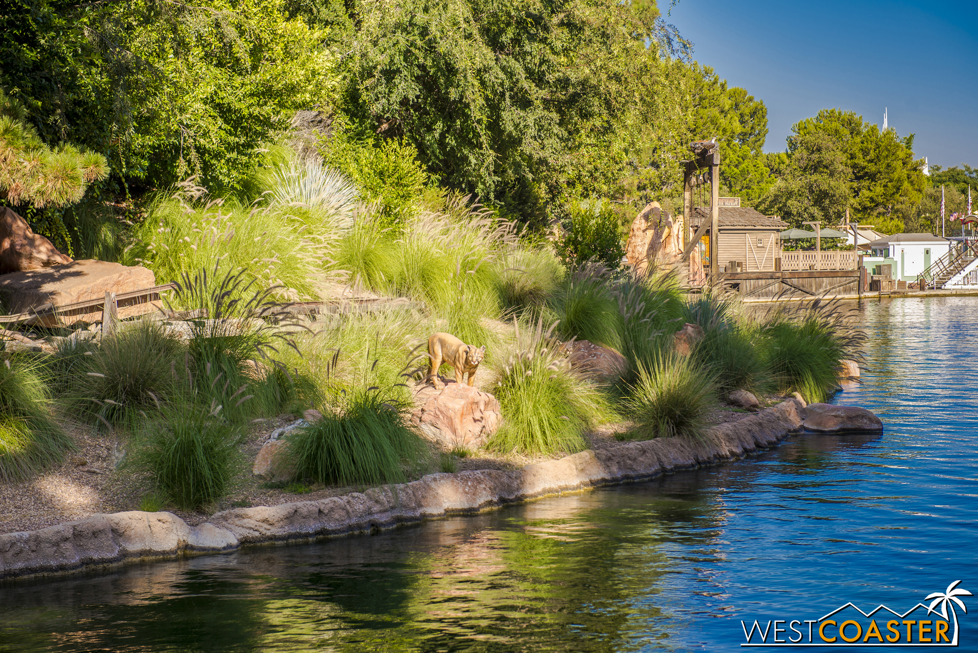  A wildcat along the river provides the perfect DizFit running companion.&nbsp; He motivates by trailing DizFitters with the constant threat of mauling. 