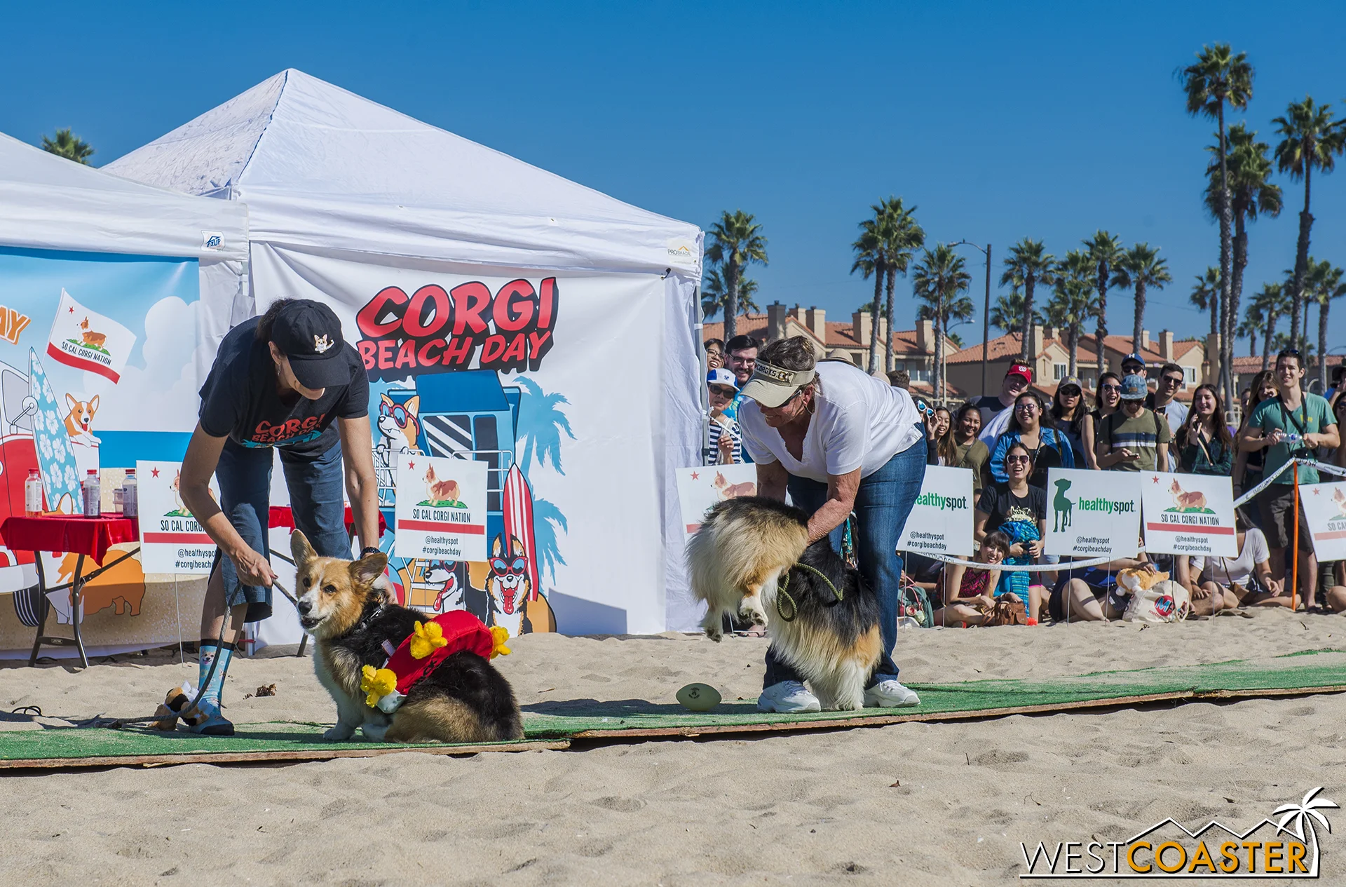 The Best Momo contest had the dogs shake their stuff.