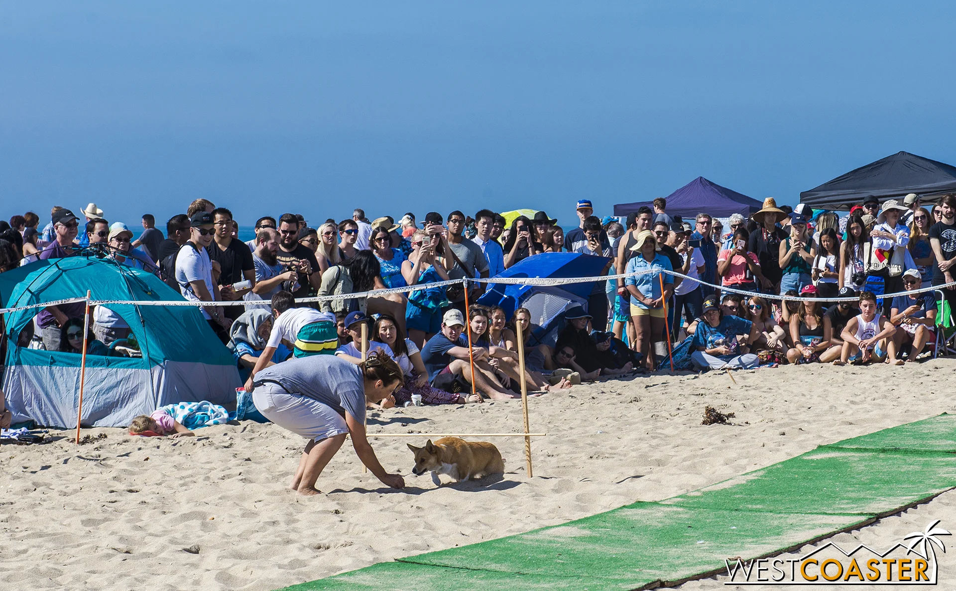 Corgi Limbo was absurd but still very entertaining!