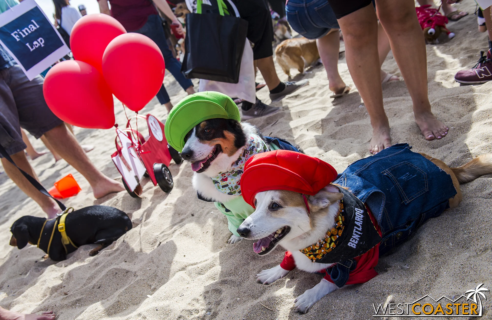 These two Corgis were part of a Mario Kart group. The Dachshund in the background was an honorary Corgi.