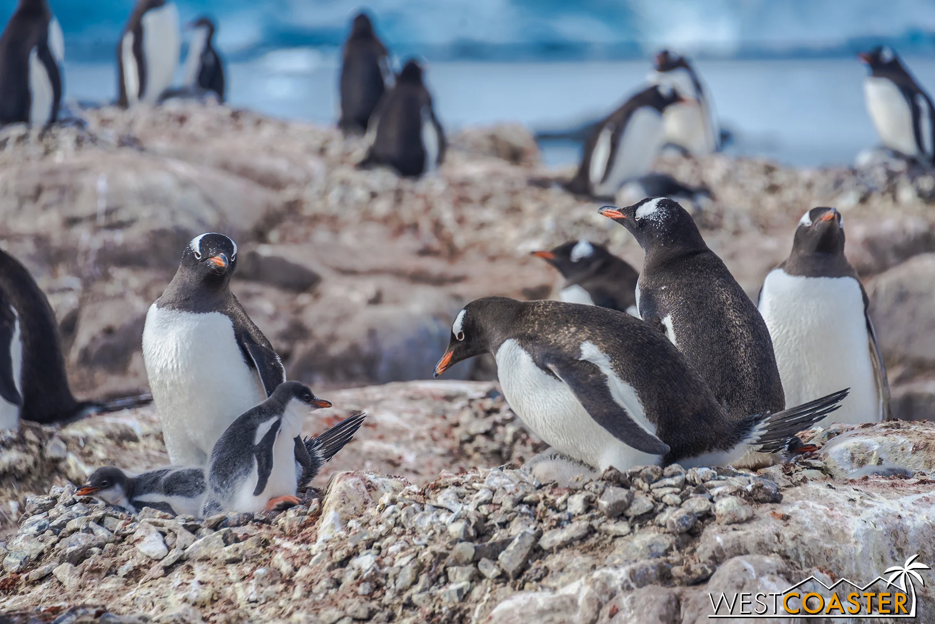 Unsurprisingly, Antarctica gave the opportunity to see literally thousands of penguins.