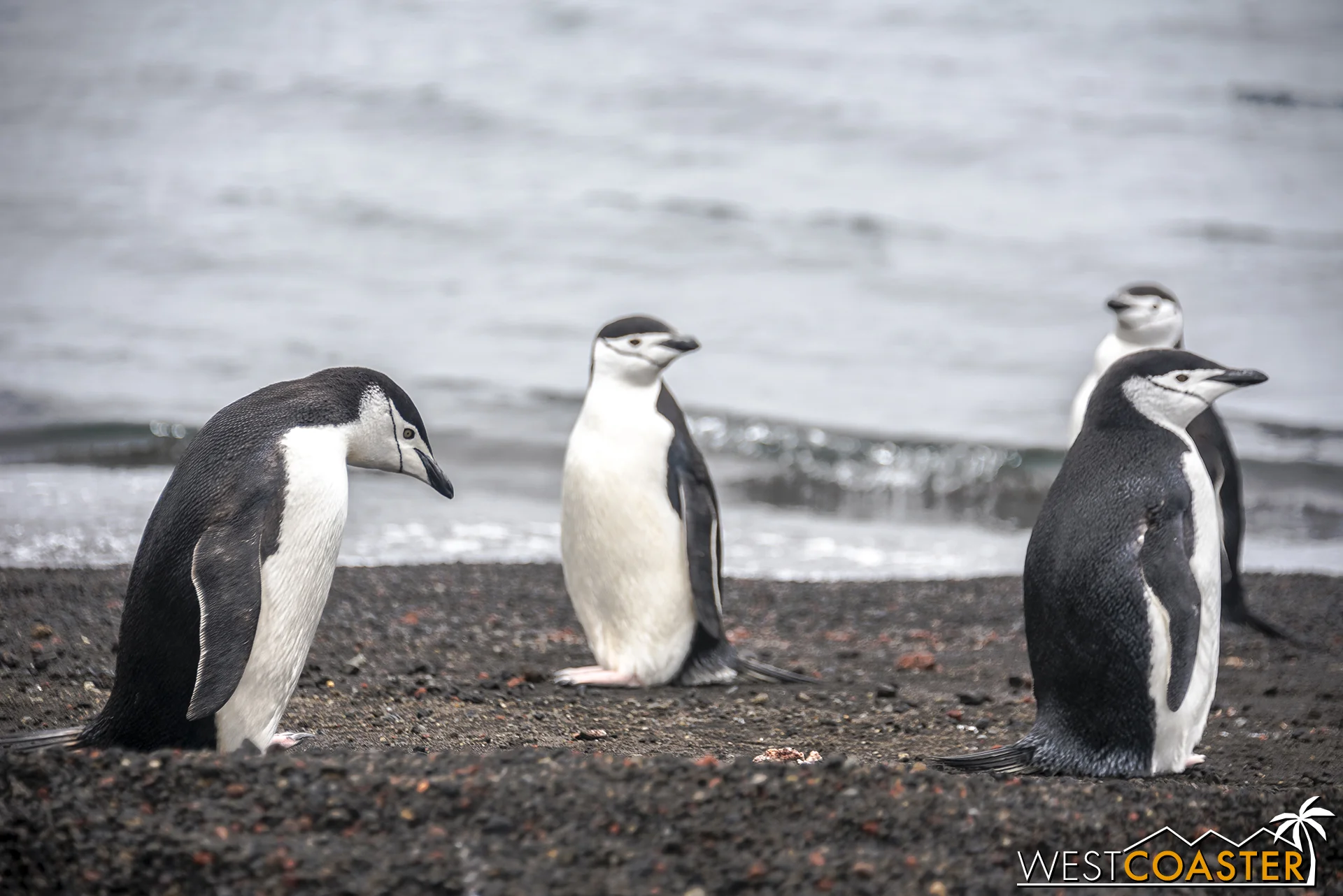 Chinstrap penguins are characterized by the thin black band that goes under their beaks. Like a chinstrap.