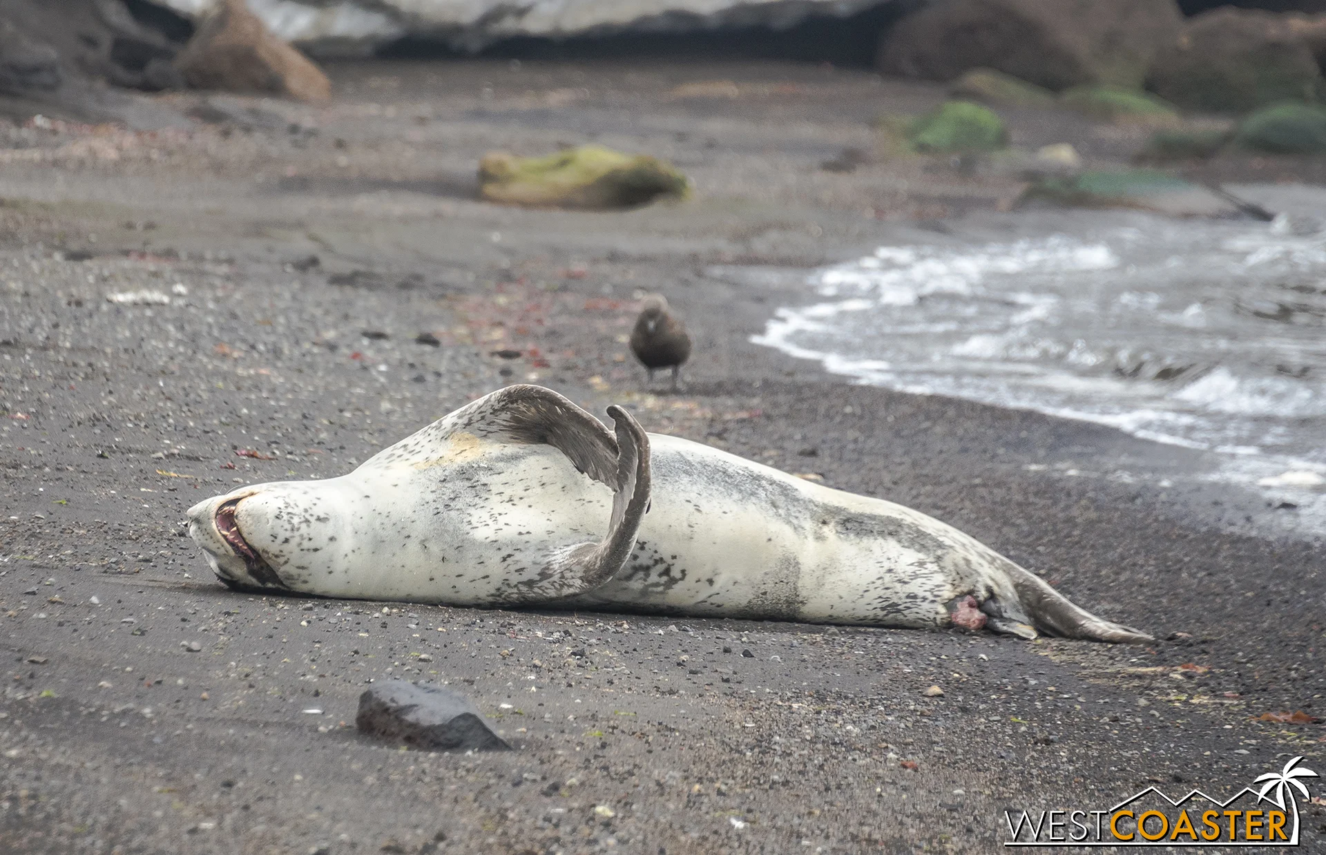 A leopard seal enjoying an afternoon siesta.