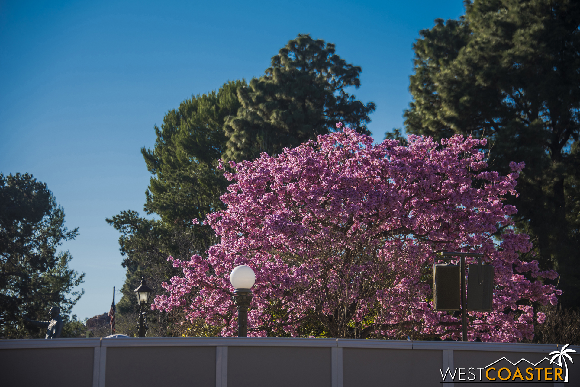 In other news, one of the four Tabebuia trees in The Hub has woken up and bloomed early. And now, just like in junior high, things are just awkward.