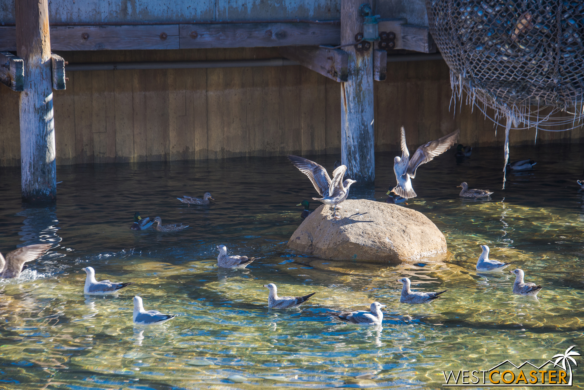  Also, these gulls were having a bread battle over in the water by Pacific Wharf.&nbsp; That's what happen when you tread on bird turf. 