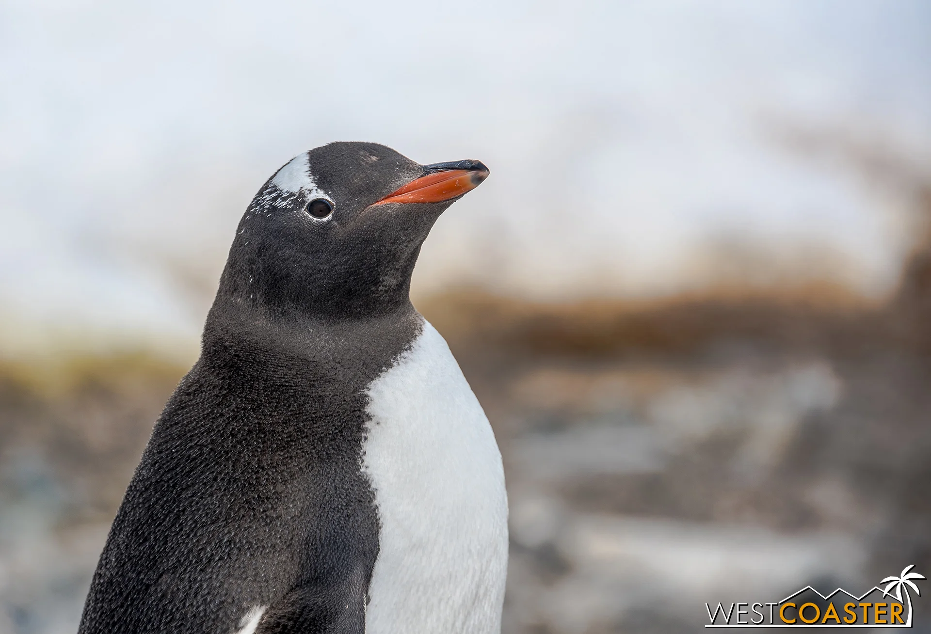Close-up of a gentoo penguin.